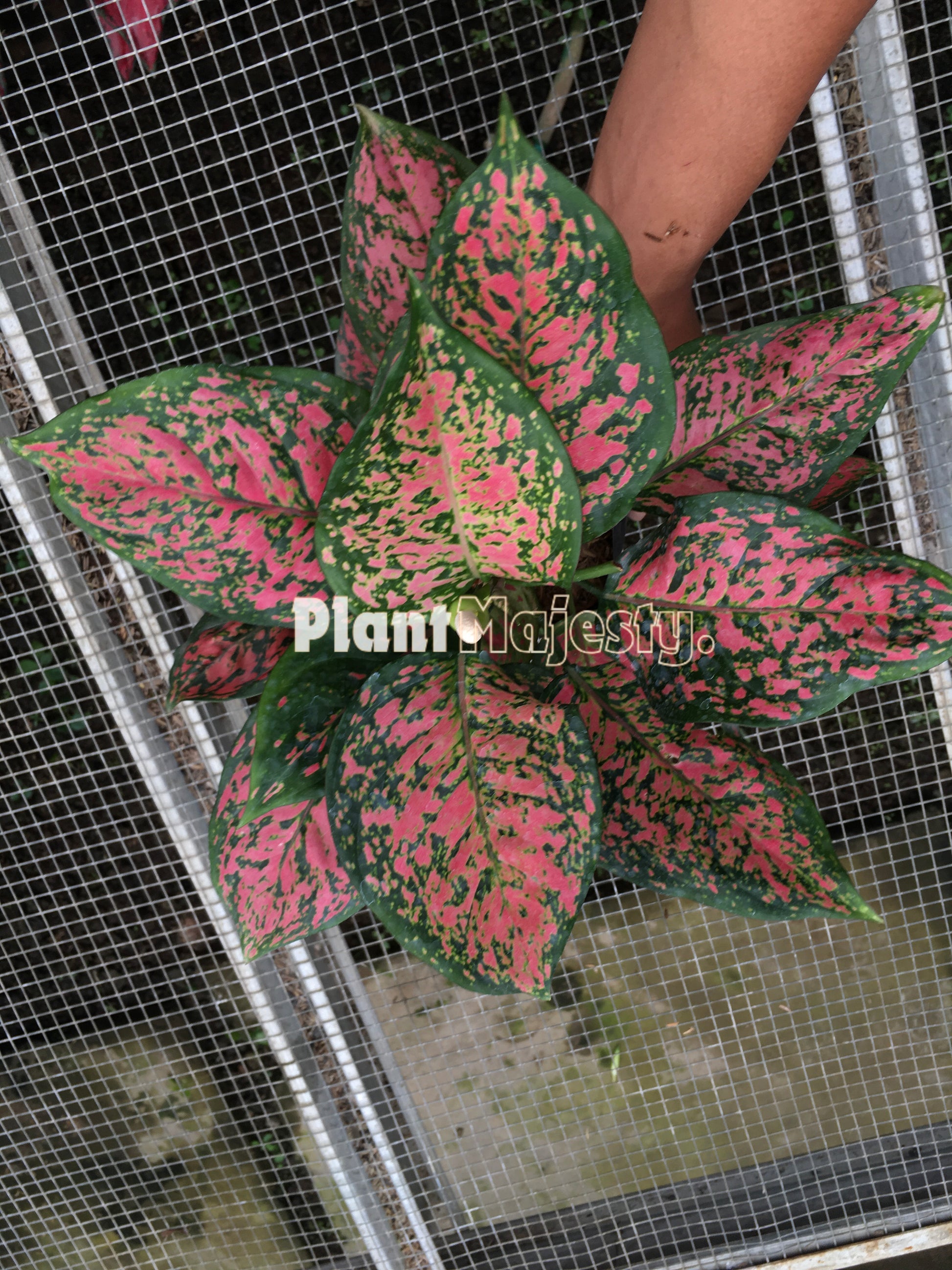 Aglaonema Dud Anjamani a.k.a Aglaonema Anyamanee, live Aglaonema Dud Anjamani a.k.a Aglaonema Anyamanee, live Aglaonema Dud Anjamani a.k.a Aglaonema Anyamanee plants, rare Aglaonema Dud Anjamani a.k.a Aglaonema Anyamanee, rare Aglaonema Dud Anjamani a.k.a Aglaonema Anyamanee live plants, tropical Aglaonema Dud Anjamani a.k.a Aglaonema Anyamanee live plants, wholesale Aglaonema Dud Anjamani a.k.a Aglaonema Anyamanee, outdoor plant, indoor plants, winter plants, summer plants, spring plants, houseplants, rare