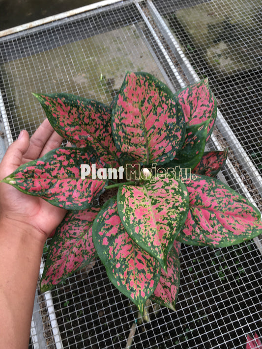 Aglaonema Dud Anjamani a.k.a Aglaonema Anyamanee, live Aglaonema Dud Anjamani a.k.a Aglaonema Anyamanee, live Aglaonema Dud Anjamani a.k.a Aglaonema Anyamanee plants, rare Aglaonema Dud Anjamani a.k.a Aglaonema Anyamanee, rare Aglaonema Dud Anjamani a.k.a Aglaonema Anyamanee live plants, tropical Aglaonema Dud Anjamani a.k.a Aglaonema Anyamanee live plants, wholesale Aglaonema Dud Anjamani a.k.a Aglaonema Anyamanee, outdoor plant, indoor plants, winter plants, summer plants, spring plants, houseplants, rare