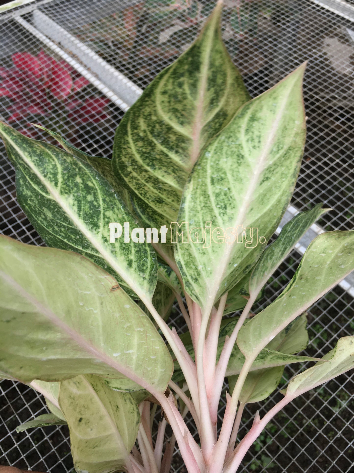 Aglaonema Frozen, live Aglaonema Frozen, live Aglaonema Frozen plants, rare Aglaonema Frozen, rare Aglaonema Frozen, tropical Aglaonema Frozen live plants, wholesale Aglaonema Frozen, outdoor plant, indoor plants, winter plants, summer plants, spring plants, houseplants, rare Aglaonema Frozen live plants, live Aglaonema Frozen rare plants