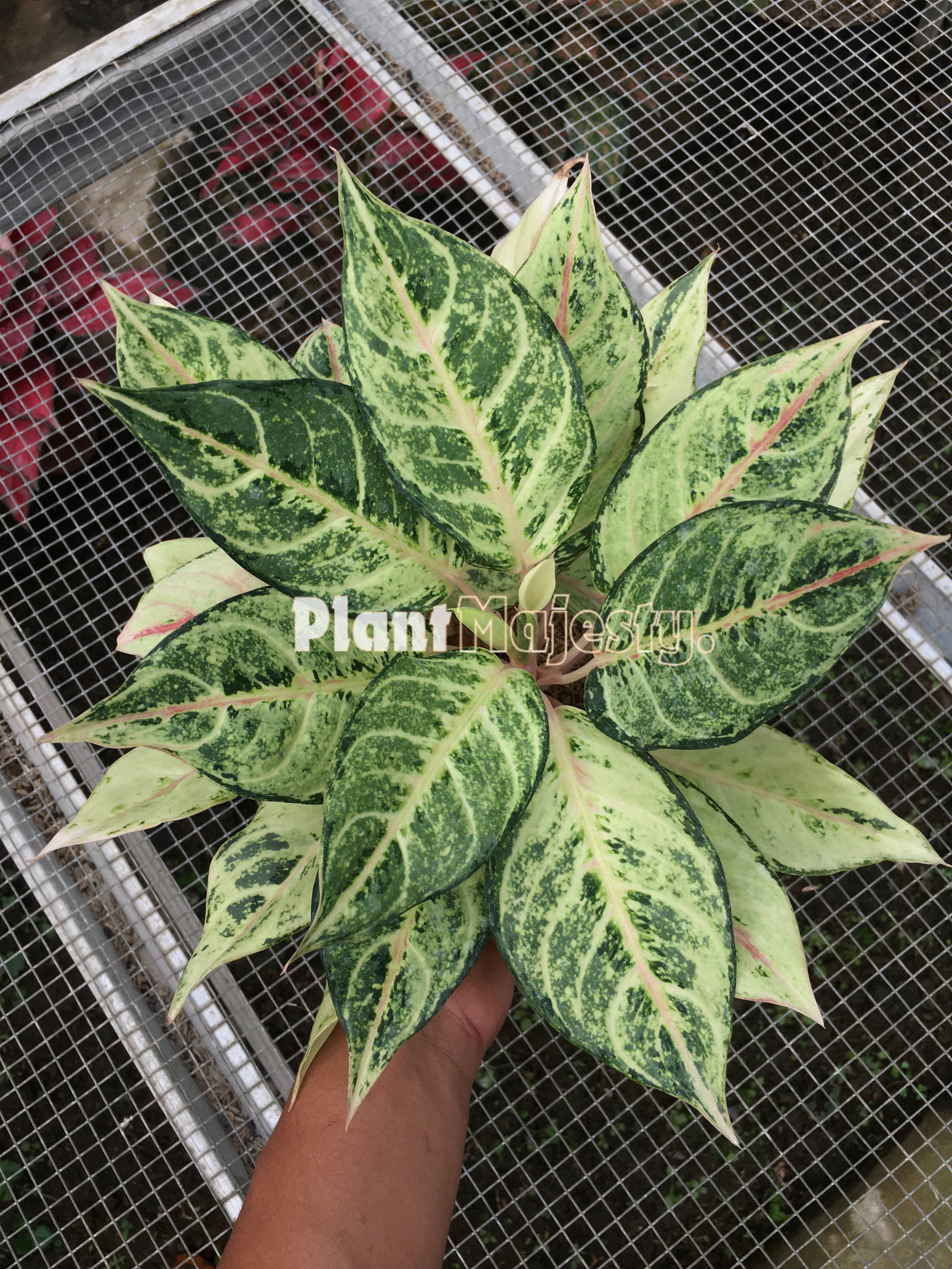 Extremely Rare Aglaonema Frozen House Plant Aroid Tropical Indoor outlet Outdoor DHL Express Free Phytosanitary Certificate