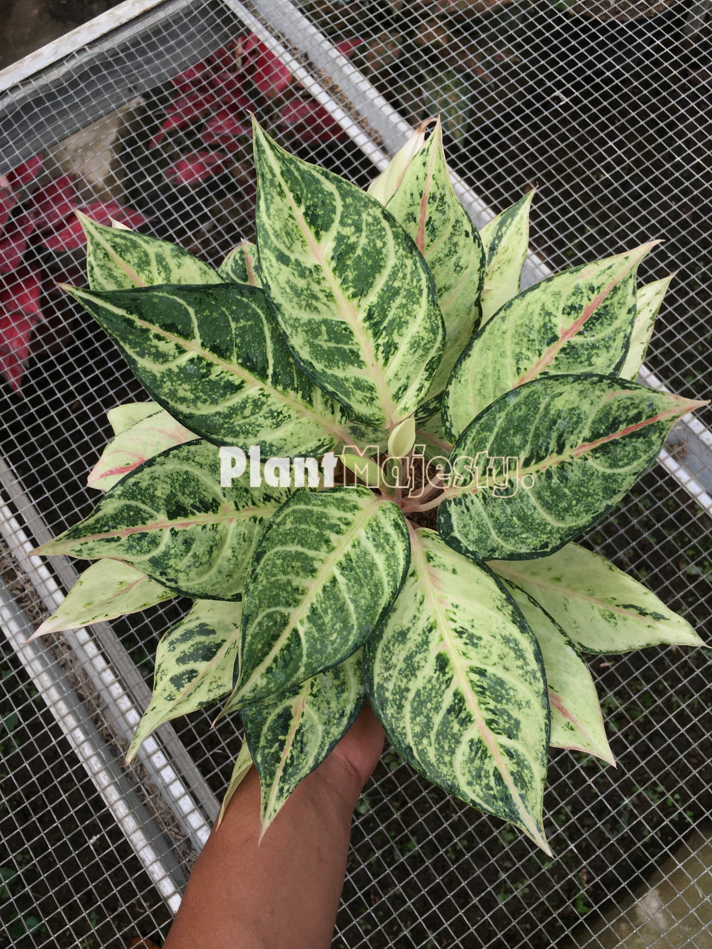 Aglaonema Frozen, live Aglaonema Frozen, live Aglaonema Frozen plants, rare Aglaonema Frozen, rare Aglaonema Frozen, tropical Aglaonema Frozen live plants, wholesale Aglaonema Frozen, outdoor plant, indoor plants, winter plants, summer plants, spring plants, houseplants, rare Aglaonema Frozen live plants, live Aglaonema Frozen rare plants