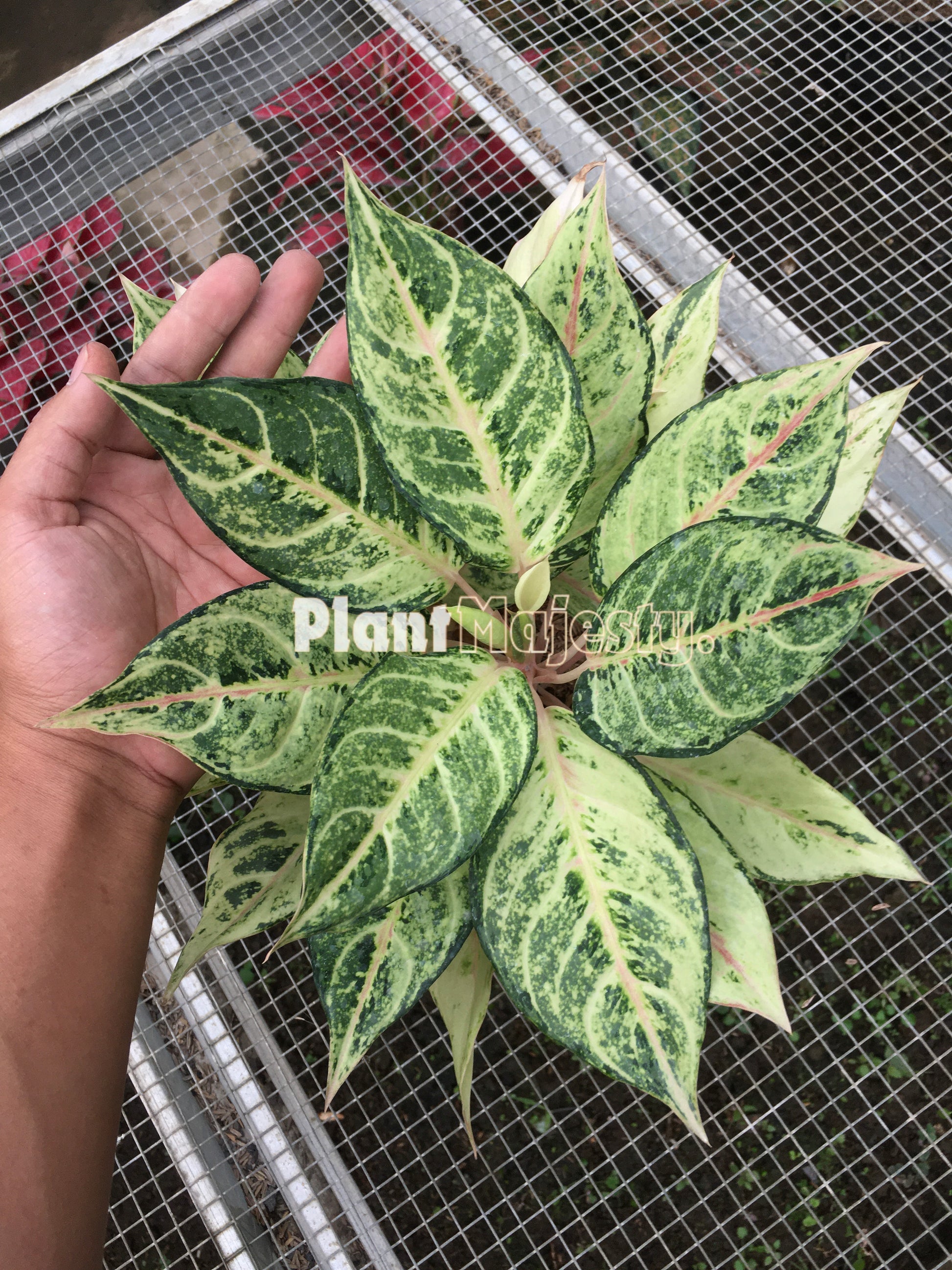 Aglaonema Frozen, live Aglaonema Frozen, live Aglaonema Frozen plants, rare Aglaonema Frozen, rare Aglaonema Frozen, tropical Aglaonema Frozen live plants, wholesale Aglaonema Frozen, outdoor plant, indoor plants, winter plants, summer plants, spring plants, houseplants, rare Aglaonema Frozen live plants, live Aglaonema Frozen rare plants