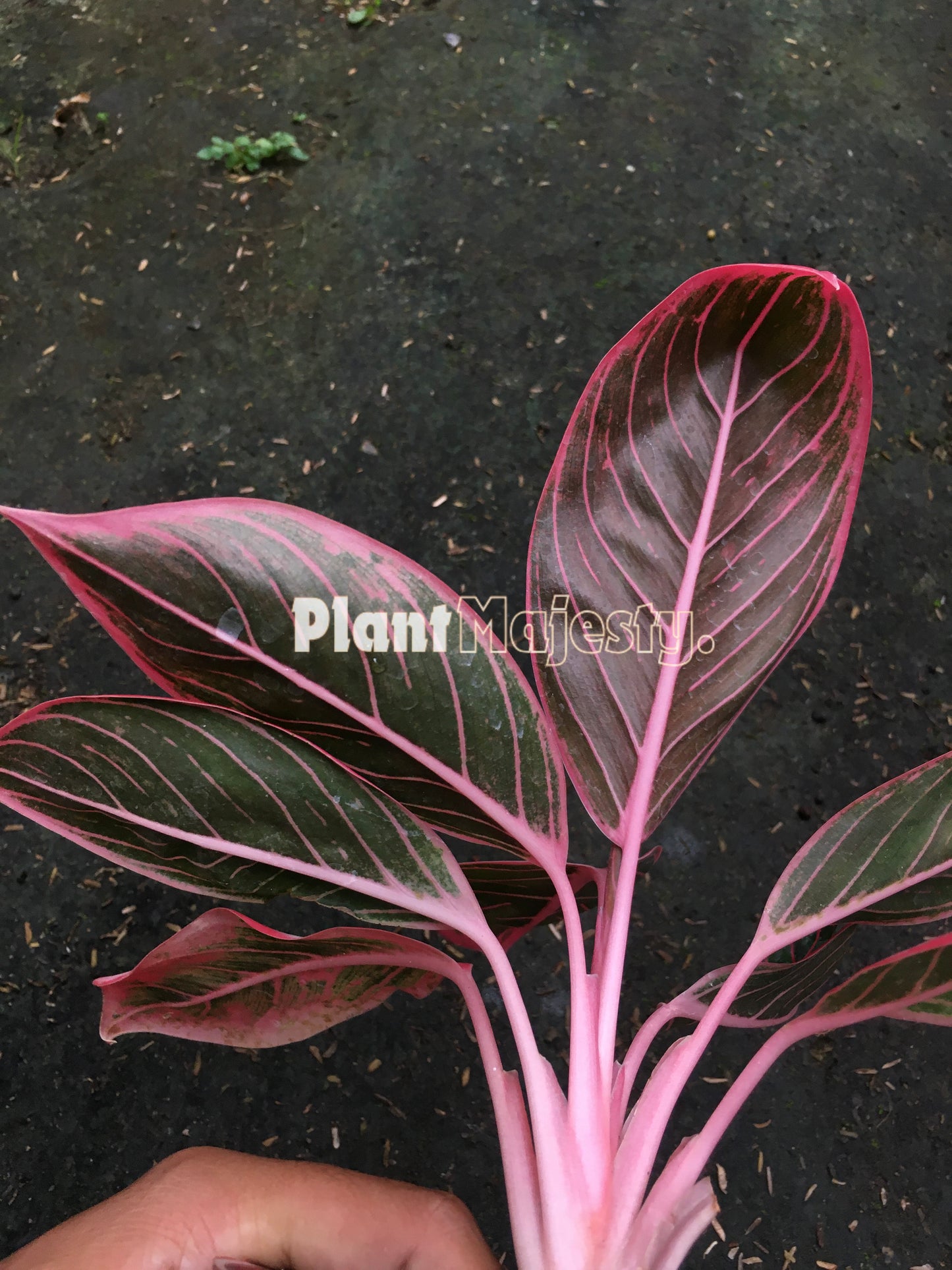 Aglaonema Khanza, live Aglaonema Khanza, live Aglaonema Khanza plants, rare Aglaonema Khanza, rare Aglaonema Khanza, tropical Aglaonema Khanza live plants, wholesale Aglaonema Khanza, outdoor plant, indoor plants, winter plants, summer plants, spring plants, houseplants, rare Aglaonema Khanza live plants, live Aglaonema Khanza rare plants