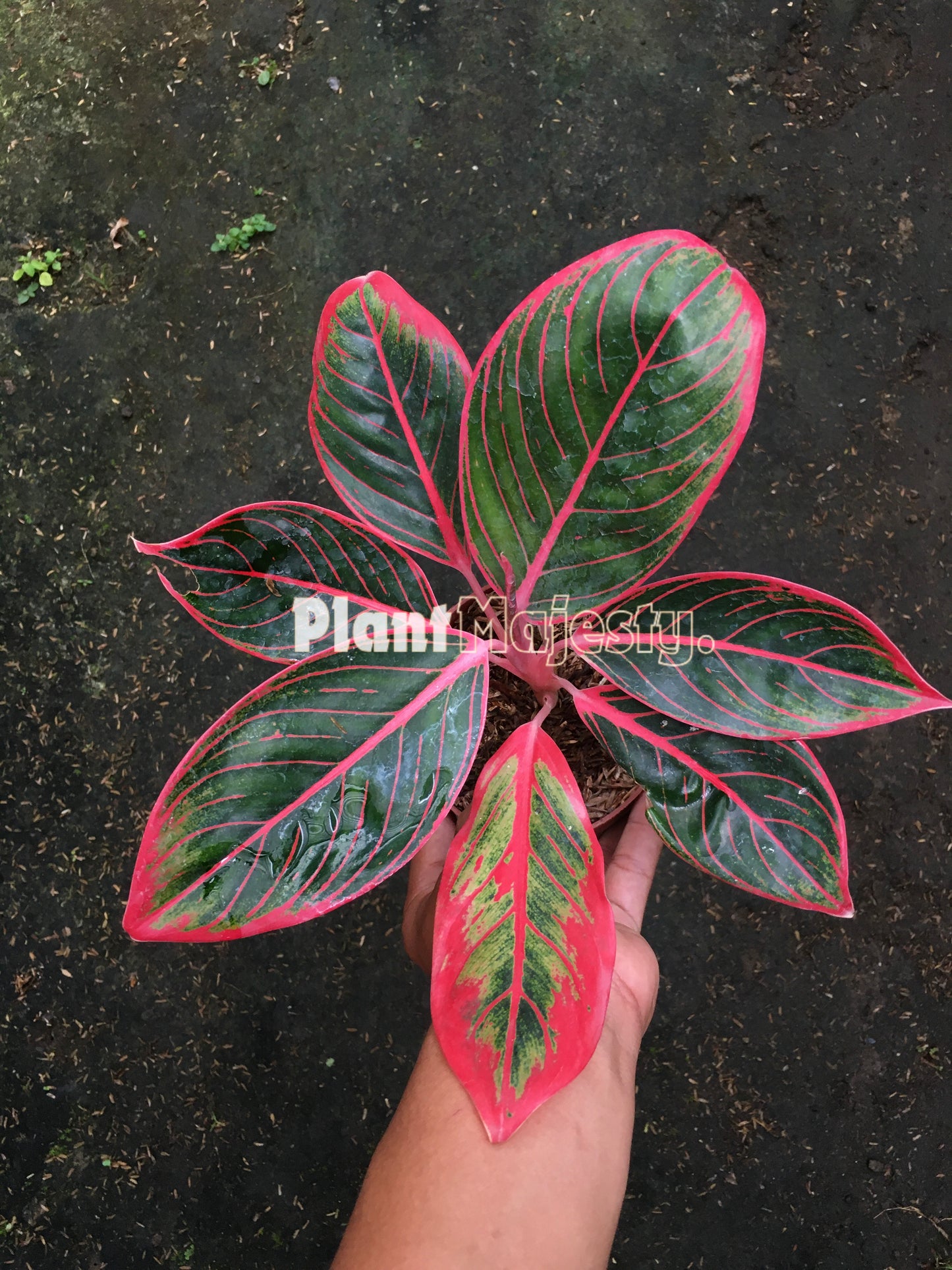 Aglaonema Khanza, live Aglaonema Khanza, live Aglaonema Khanza plants, rare Aglaonema Khanza, rare Aglaonema Khanza, tropical Aglaonema Khanza live plants, wholesale Aglaonema Khanza, outdoor plant, indoor plants, winter plants, summer plants, spring plants, houseplants, rare Aglaonema Khanza live plants, live Aglaonema Khanza rare plants