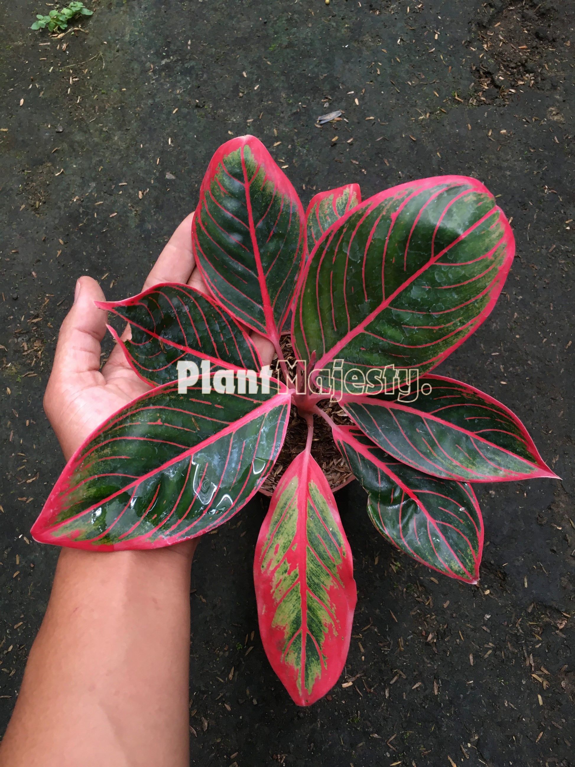 Aglaonema Khanza, live Aglaonema Khanza, live Aglaonema Khanza plants, rare Aglaonema Khanza, rare Aglaonema Khanza, tropical Aglaonema Khanza live plants, wholesale Aglaonema Khanza, outdoor plant, indoor plants, winter plants, summer plants, spring plants, houseplants, rare Aglaonema Khanza live plants, live Aglaonema Khanza rare plants