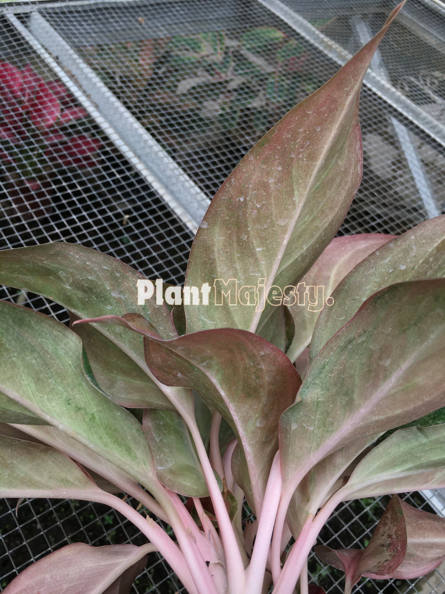 Aglaonema Maneratana, live Aglaonema Maneratana, live Aglaonema Maneratana plants, rare Aglaonema Maneratana, rare Aglaonema Maneratana, tropical Aglaonema Maneratana live plants, wholesale Aglaonema Maneratana, outdoor plant, indoor plants, winter plants, summer plants, spring plants, houseplants, rare Aglaonema Maneratana live plants, live Aglaonema Maneratana rare plants