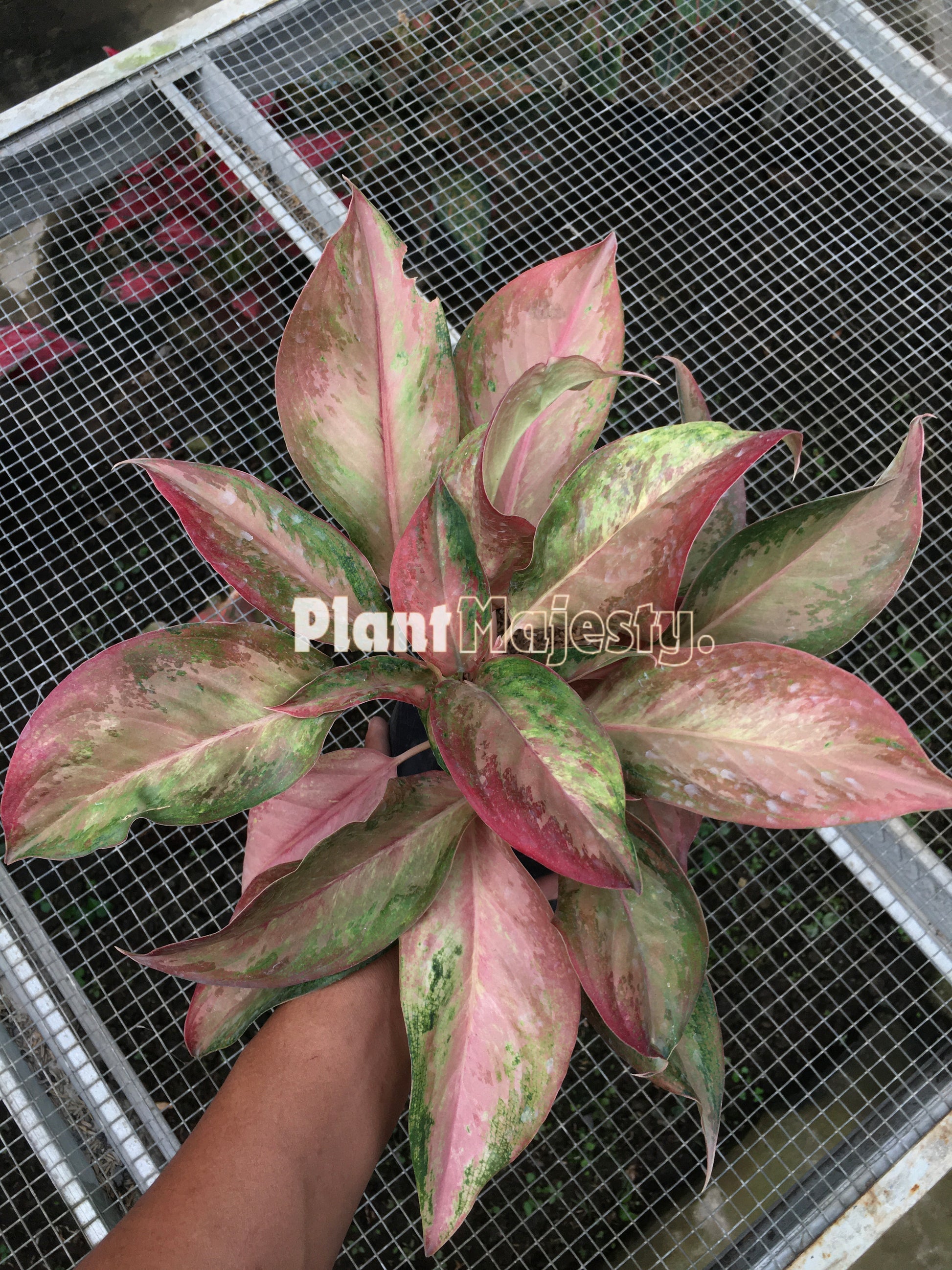 Aglaonema Maneratana, live Aglaonema Maneratana, live Aglaonema Maneratana plants, rare Aglaonema Maneratana, rare Aglaonema Maneratana, tropical Aglaonema Maneratana live plants, wholesale Aglaonema Maneratana, outdoor plant, indoor plants, winter plants, summer plants, spring plants, houseplants, rare Aglaonema Maneratana live plants, live Aglaonema Maneratana rare plants