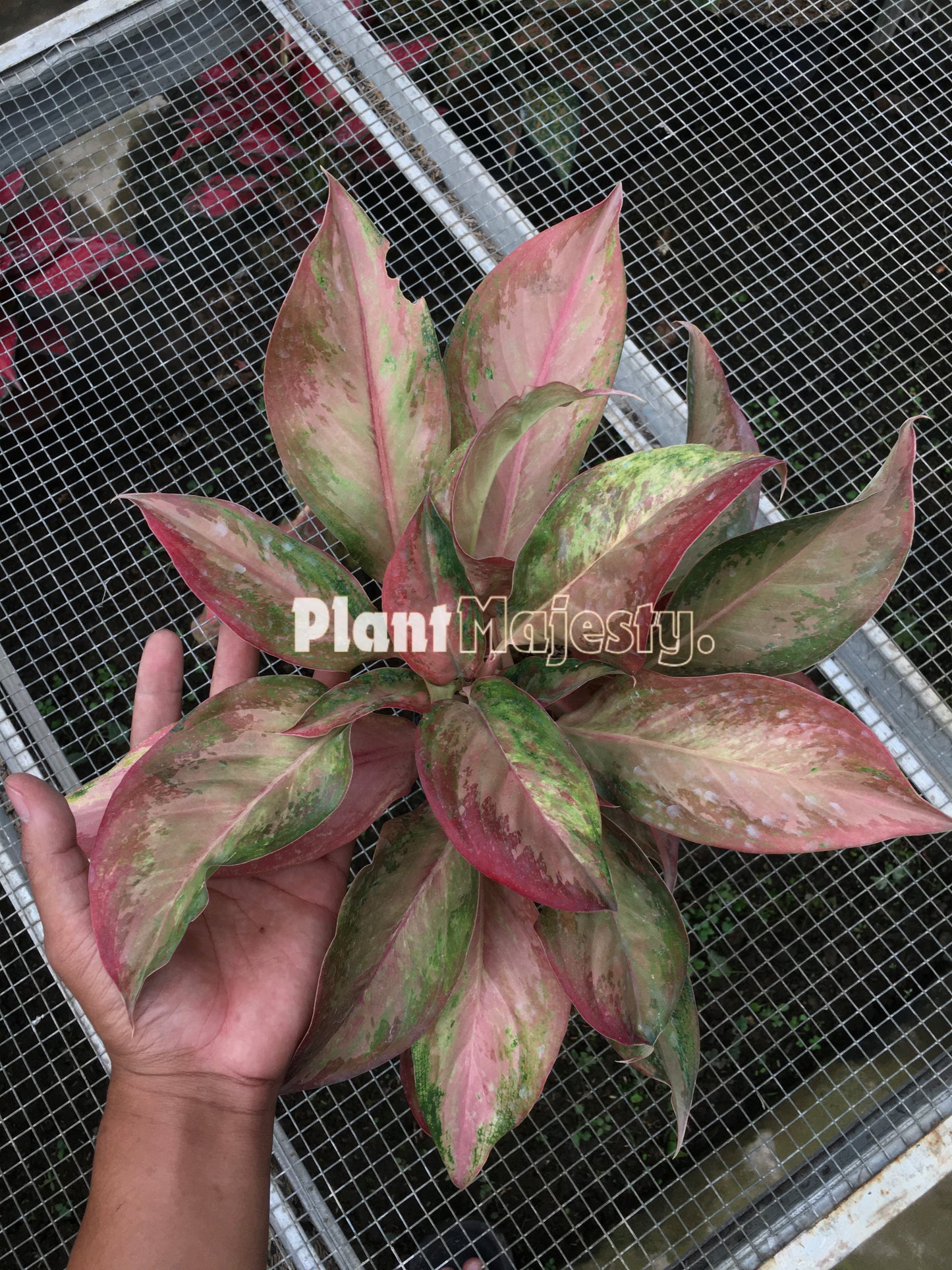 Aglaonema Maneratana, live Aglaonema Maneratana, live Aglaonema Maneratana plants, rare Aglaonema Maneratana, rare Aglaonema Maneratana, tropical Aglaonema Maneratana live plants, wholesale Aglaonema Maneratana, outdoor plant, indoor plants, winter plants, summer plants, spring plants, houseplants, rare Aglaonema Maneratana live plants, live Aglaonema Maneratana rare plants