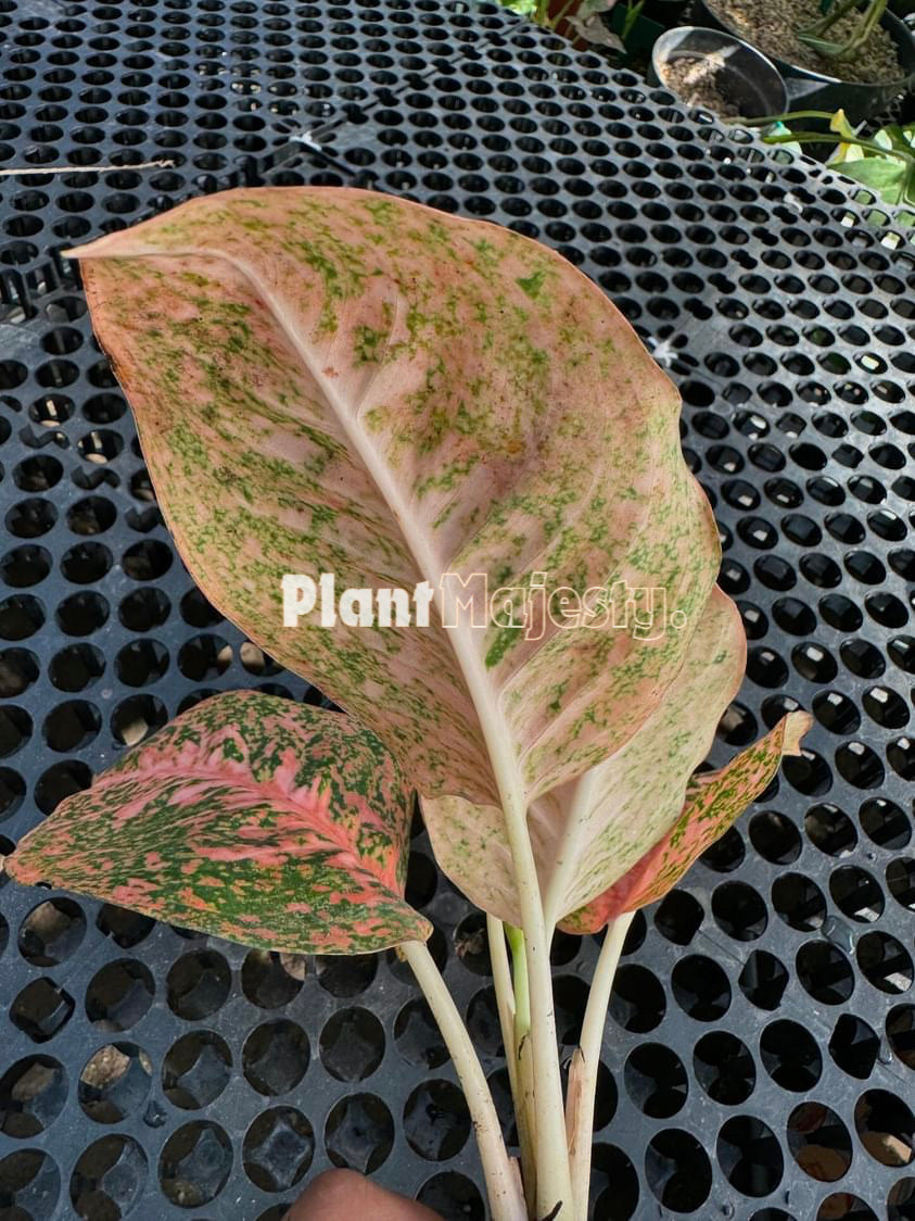 Aglaonema stardust orange, live aglaonema stardust orange, live aglaonema stardust orange plants, rare aglaonema stardust orange, rare aglaonema stardust orange live plants, tropical aglaonema stardust orange live plants, wholesale aglaonema stardust orange, outdoor plant, indoor plants, winter plants, summer plants, spring plants, houseplants, rare aglaonema stardust orange live plants, live aglaonema stardust orange rare plants