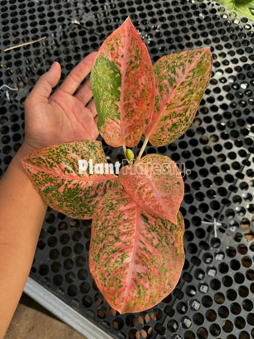 Aglaonema stardust orange, live aglaonema stardust orange, live aglaonema stardust orange plants, rare aglaonema stardust orange, rare aglaonema stardust orange live plants, tropical aglaonema stardust orange live plants, wholesale aglaonema stardust orange, outdoor plant, indoor plants, winter plants, summer plants, spring plants, houseplants, rare aglaonema stardust orange live plants, live aglaonema stardust orange rare plants