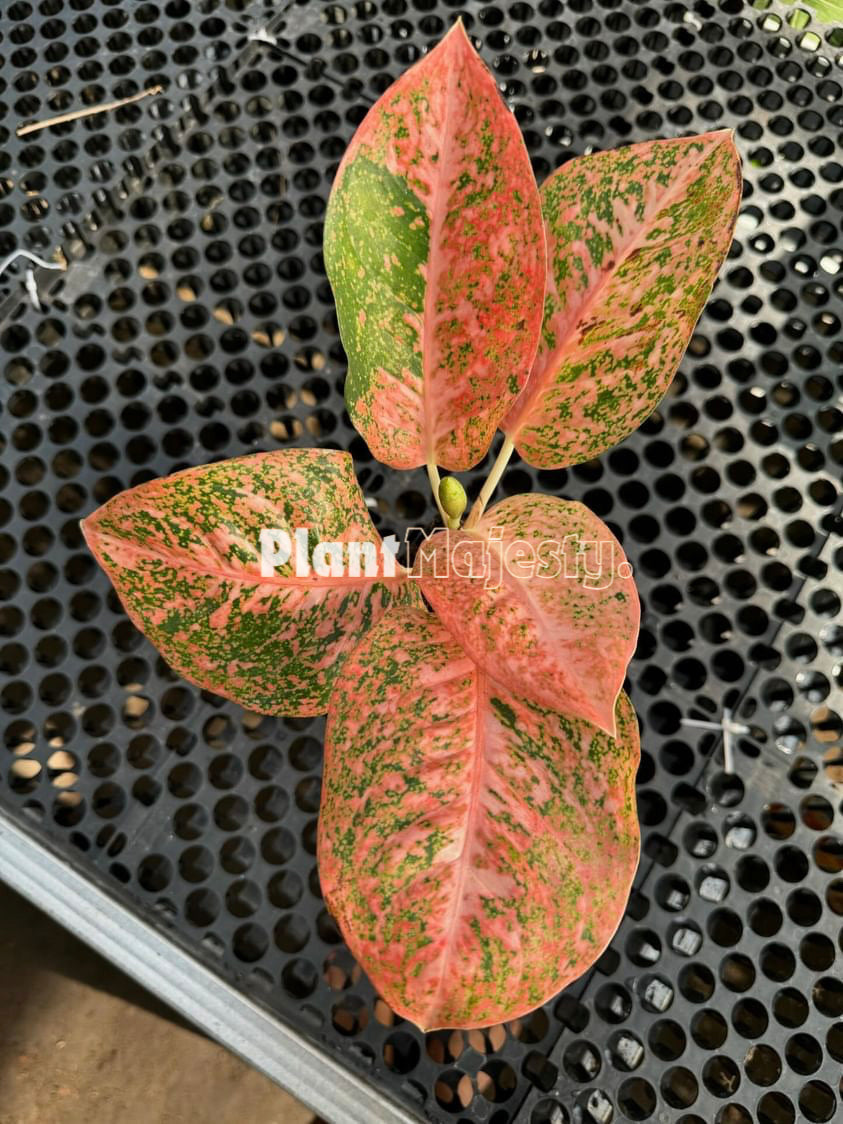 Aglaonema stardust orange, live aglaonema stardust orange, live aglaonema stardust orange plants, rare aglaonema stardust orange, rare aglaonema stardust orange live plants, tropical aglaonema stardust orange live plants, wholesale aglaonema stardust orange, outdoor plant, indoor plants, winter plants, summer plants, spring plants, houseplants, rare aglaonema stardust orange live plants, live aglaonema stardust orange rare plants