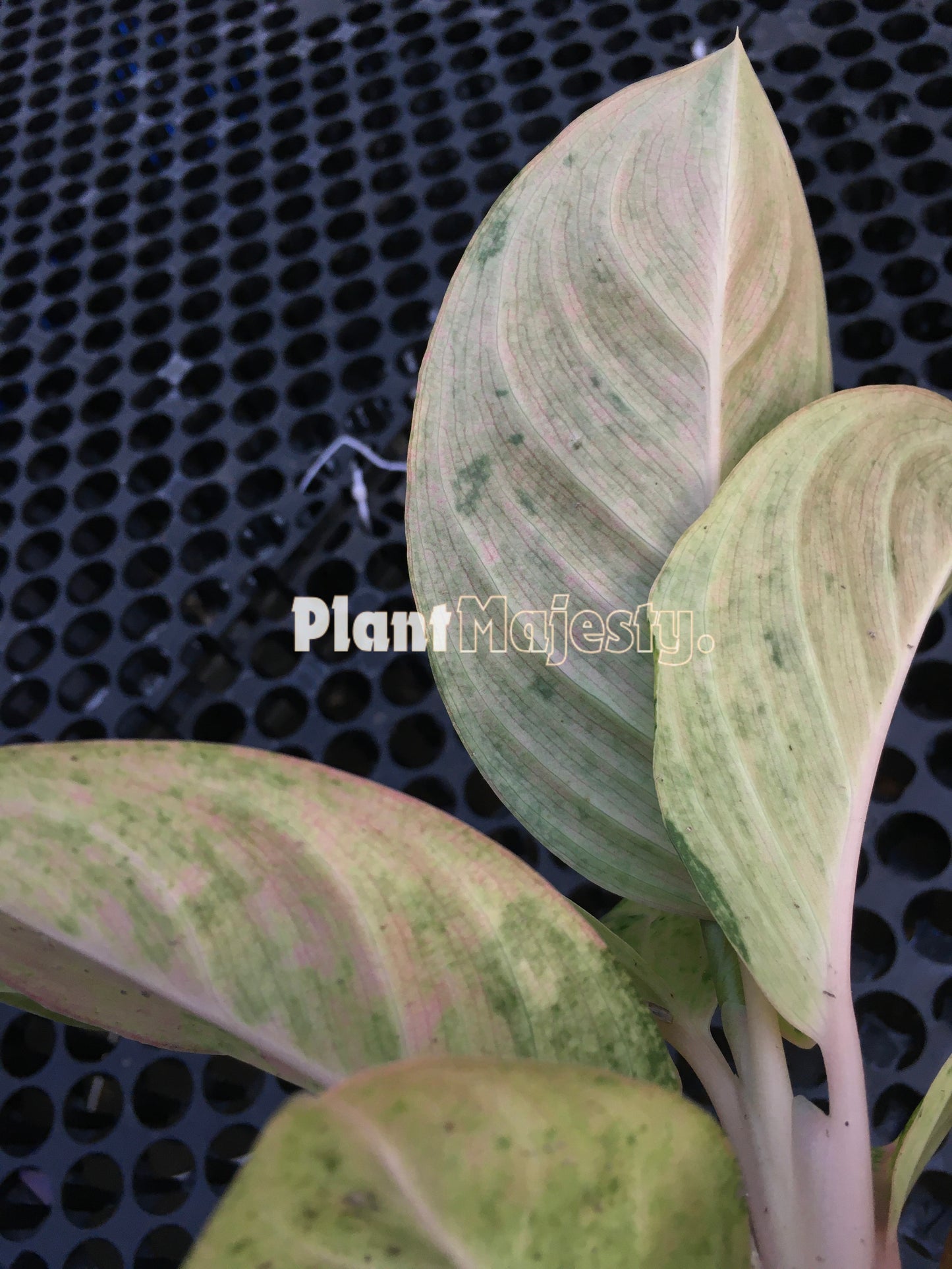 Aglaonema Pink Emerald, live Aglaonema Pink Emerald, live Aglaonema Pink Emerald plants, rare Aglaonema Pink Emerald, rare Aglaonema Pink Emerald, tropical Aglaonema Pink Emerald live plants, wholesale Aglaonema Pink Emerald, outdoor plant, indoor plants, winter plants, summer plants, spring plants, houseplants, rare Aglaonema Pink Emerald live plants, live Aglaonema Pink Emerald rare plants