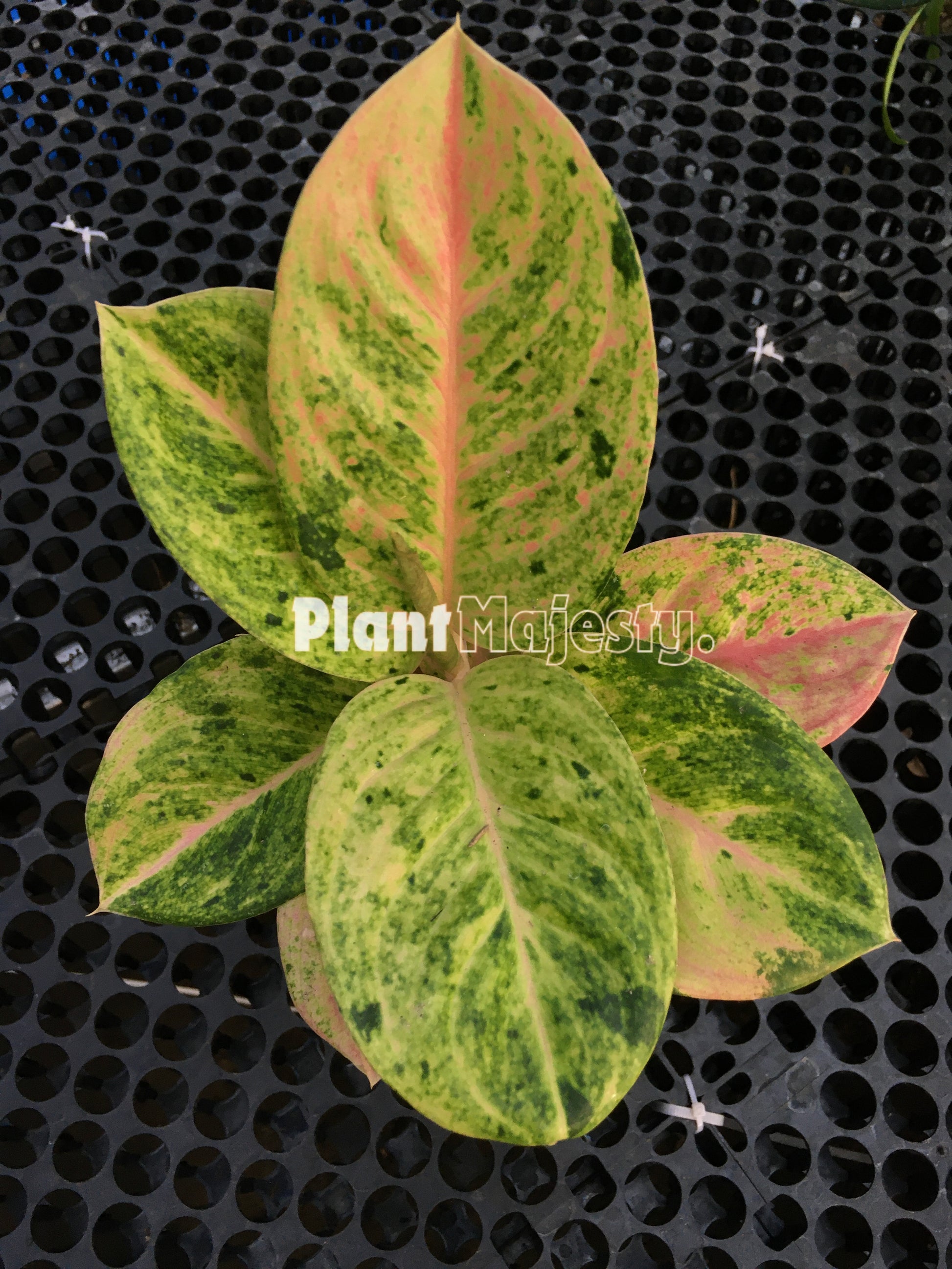 Aglaonema Pink Emerald, live Aglaonema Pink Emerald, live Aglaonema Pink Emerald plants, rare Aglaonema Pink Emerald, rare Aglaonema Pink Emerald, tropical Aglaonema Pink Emerald live plants, wholesale Aglaonema Pink Emerald, outdoor plant, indoor plants, winter plants, summer plants, spring plants, houseplants, rare Aglaonema Pink Emerald live plants, live Aglaonema Pink Emerald rare plants