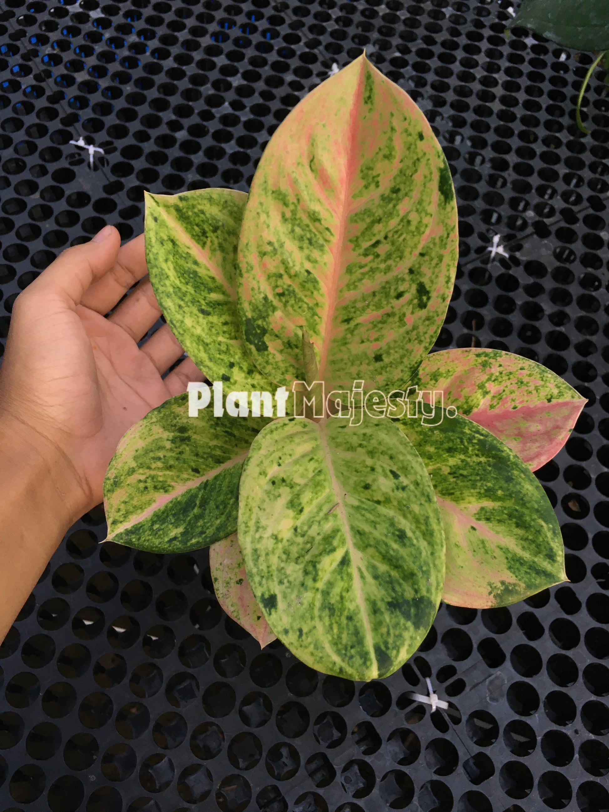 Aglaonema Pink Emerald, live Aglaonema Pink Emerald, live Aglaonema Pink Emerald plants, rare Aglaonema Pink Emerald, rare Aglaonema Pink Emerald, tropical Aglaonema Pink Emerald live plants, wholesale Aglaonema Pink Emerald, outdoor plant, indoor plants, winter plants, summer plants, spring plants, houseplants, rare Aglaonema Pink Emerald live plants, live Aglaonema Pink Emerald rare plants