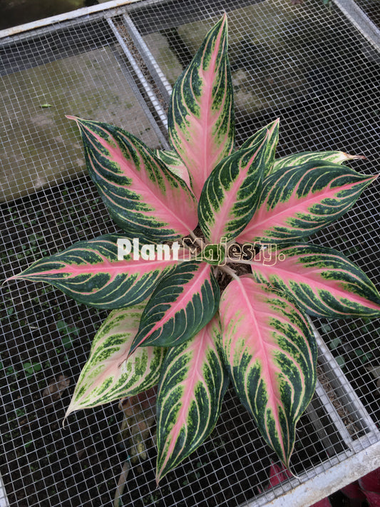 Aglaonema Pink Sunset, live Aglaonema Pink Sunset, live Aglaonema Pink Sunset plants, rare Aglaonema Pink Sunset, rare Aglaonema Pink Sunset, tropical Aglaonema Pink Sunset live plants, wholesale Aglaonema Pink Sunset, outdoor plant, indoor plants, winter plants, summer plants, spring plants, houseplants, rare Aglaonema Pink Sunset live plants, live Aglaonema Pink Sunset rare plants