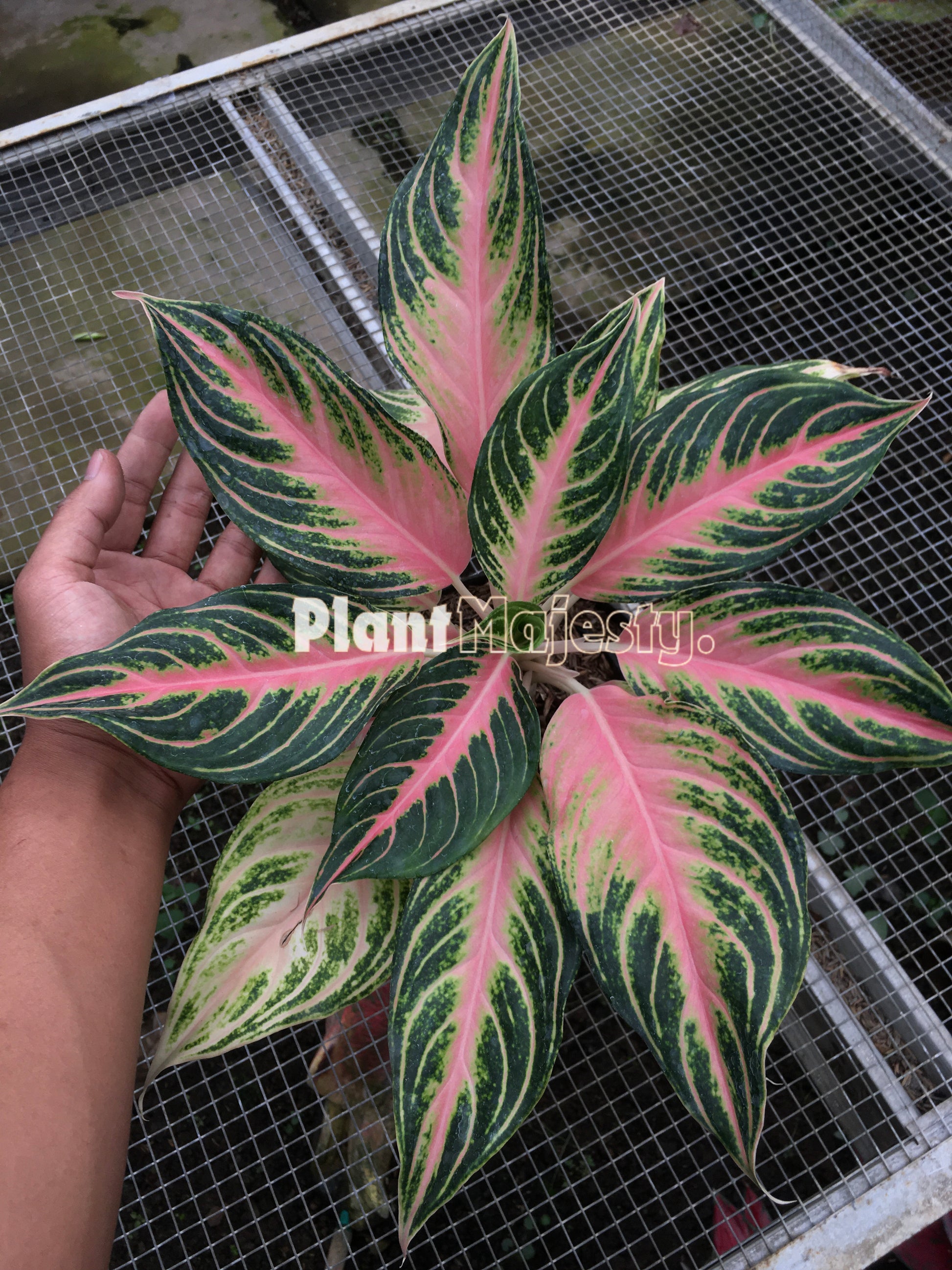 Aglaonema Pink Sunset, live Aglaonema Pink Sunset, live Aglaonema Pink Sunset plants, rare Aglaonema Pink Sunset, rare Aglaonema Pink Sunset, tropical Aglaonema Pink Sunset live plants, wholesale Aglaonema Pink Sunset, outdoor plant, indoor plants, winter plants, summer plants, spring plants, houseplants, rare Aglaonema Pink Sunset live plants, live Aglaonema Pink Sunset rare plants