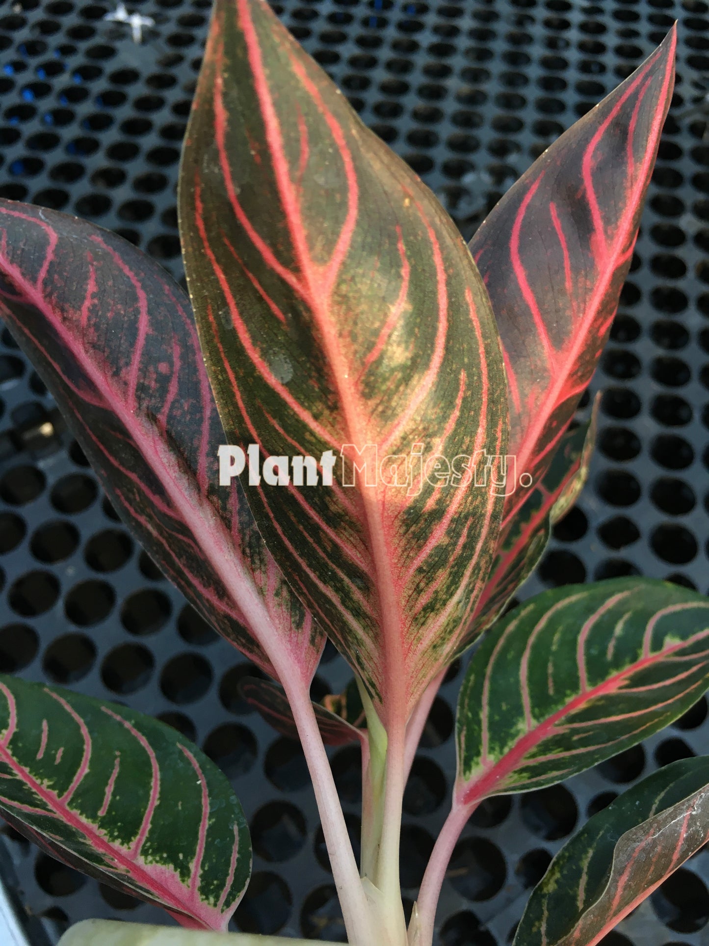 Aglaonema Pride Of Sumatra, live Aglaonema Pride Of Sumatra, live Pride Of Sumatra plants, rare Aglaonema Pride Of Sumatra, rare Aglaonema Pride Of Sumatra, tropical Aglaonema Pride Of Sumatra live plants, wholesale Aglaonema Pride Of Sumatra, outdoor plant, indoor plants, winter plants, summer plants, spring plants, houseplants, rare Aglaonema Pride Of Sumatra live plants, live Aglaonema Pride Of Sumatra rare plants