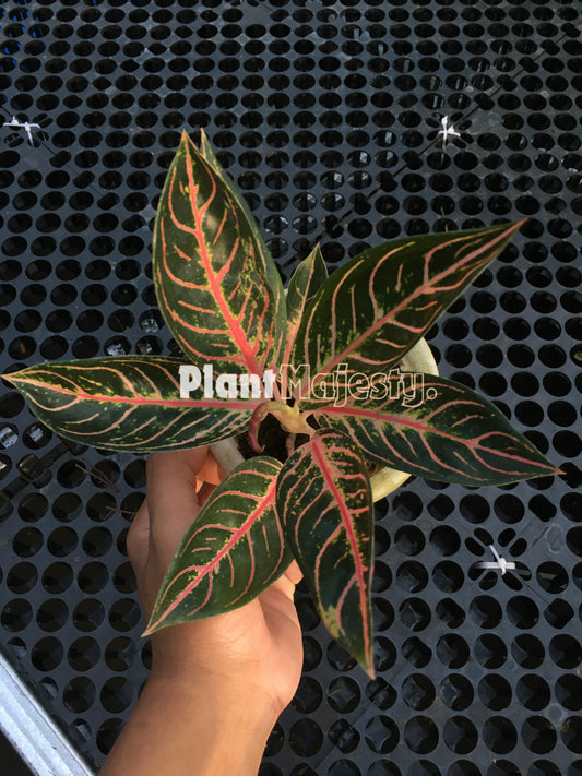 Aglaonema Pride Of Sumatra, live Aglaonema Pride Of Sumatra, live Pride Of Sumatra plants, rare Aglaonema Pride Of Sumatra, rare Aglaonema Pride Of Sumatra, tropical Aglaonema Pride Of Sumatra live plants, wholesale Aglaonema Pride Of Sumatra, outdoor plant, indoor plants, winter plants, summer plants, spring plants, houseplants, rare Aglaonema Pride Of Sumatra live plants, live Aglaonema Pride Of Sumatra rare plants