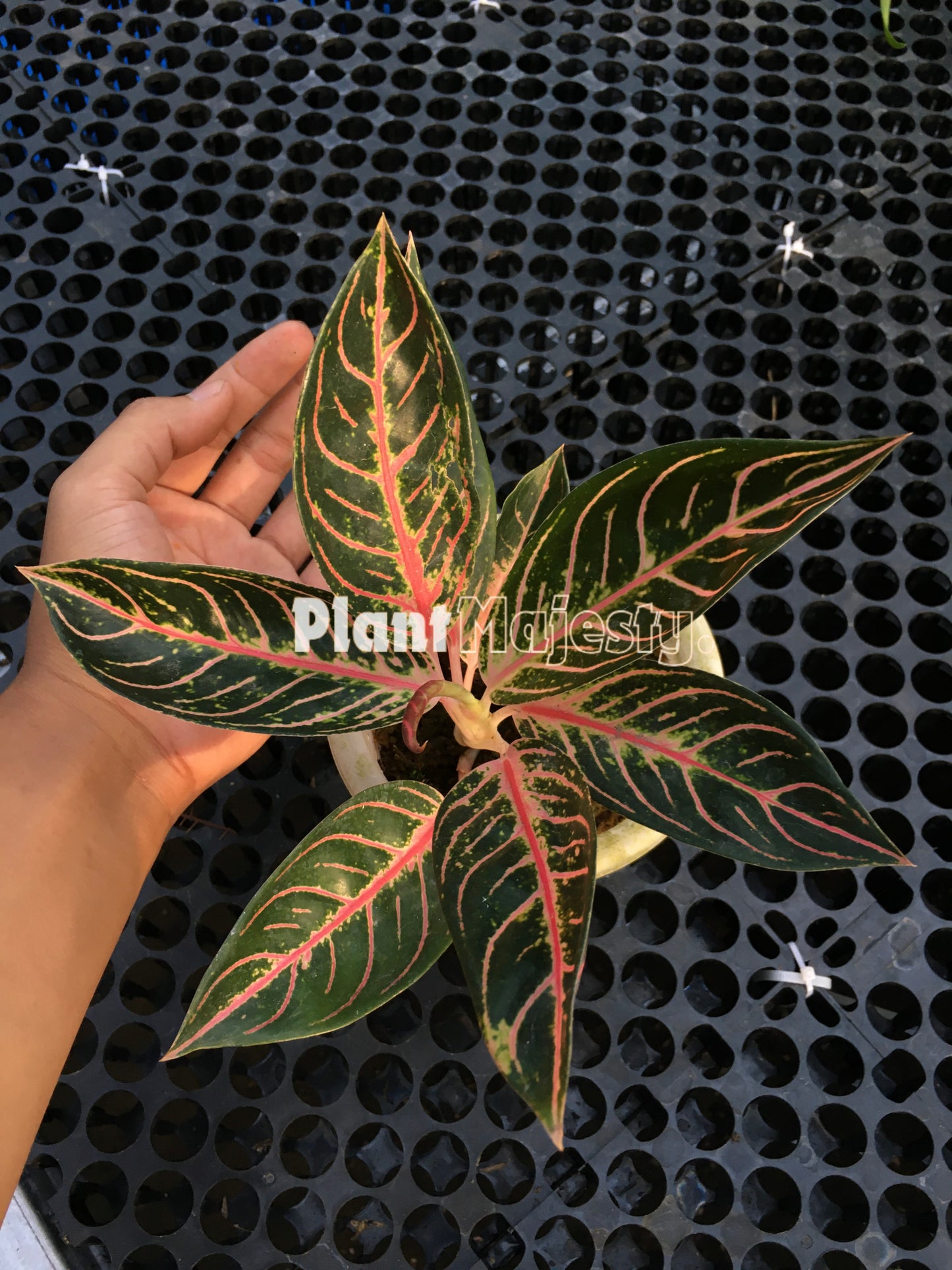 Aglaonema Pride Of Sumatra, live Aglaonema Pride Of Sumatra, live Pride Of Sumatra plants, rare Aglaonema Pride Of Sumatra, rare Aglaonema Pride Of Sumatra, tropical Aglaonema Pride Of Sumatra live plants, wholesale Aglaonema Pride Of Sumatra, outdoor plant, indoor plants, winter plants, summer plants, spring plants, houseplants, rare Aglaonema Pride Of Sumatra live plants, live Aglaonema Pride Of Sumatra rare plants