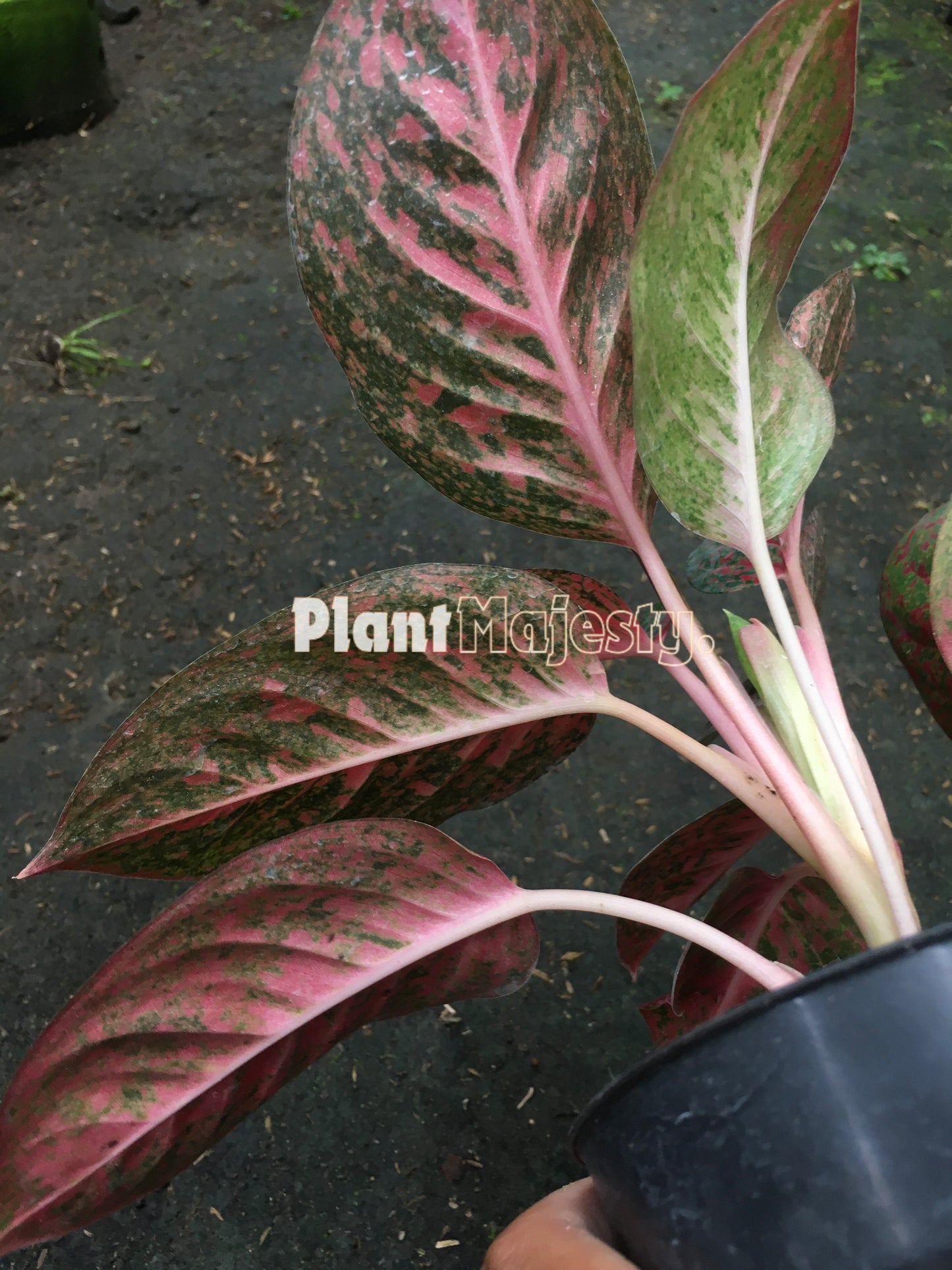 Aglaonema Red Stardust, live Aglaonema Red Stardust, live Aglonema Red Stardust, rare Aglonema Red Stardust, rare Aglaonema Red Stardust, tropical Aglaonema Red Stardust live plants, wholesale Aglaonema Red Stardust, outdoor plant, indoor plants, winter plants, summer plants, spring plants, houseplants, rare Aglaonema Red Stardust live plants, live Aglaonema Red Stardust rare plants