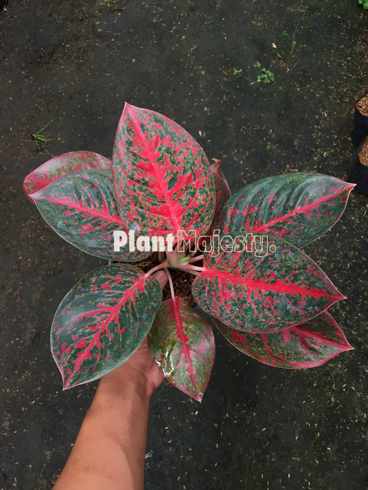 Aglaonema Red Stardust, live Aglaonema Red Stardust, live Aglonema Red Stardust, rare Aglonema Red Stardust, rare Aglaonema Red Stardust, tropical Aglaonema Red Stardust live plants, wholesale Aglaonema Red Stardust, outdoor plant, indoor plants, winter plants, summer plants, spring plants, houseplants, rare Aglaonema Red Stardust live plants, live Aglaonema Red Stardust rare plants