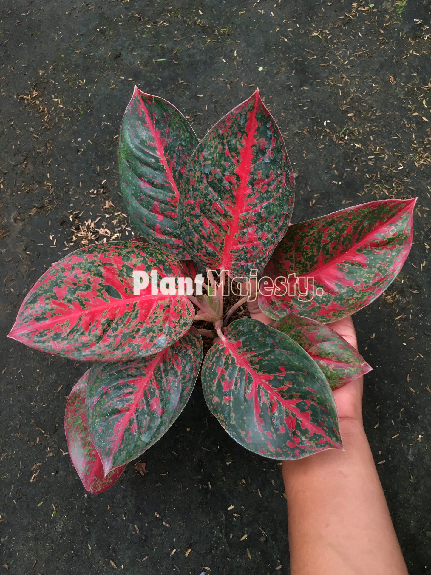 Aglaonema Red Stardust, live Aglaonema Red Stardust, live Aglonema Red Stardust, rare Aglonema Red Stardust, rare Aglaonema Red Stardust, tropical Aglaonema Red Stardust live plants, wholesale Aglaonema Red Stardust, outdoor plant, indoor plants, winter plants, summer plants, spring plants, houseplants, rare Aglaonema Red Stardust live plants, live Aglaonema Red Stardust rare plants