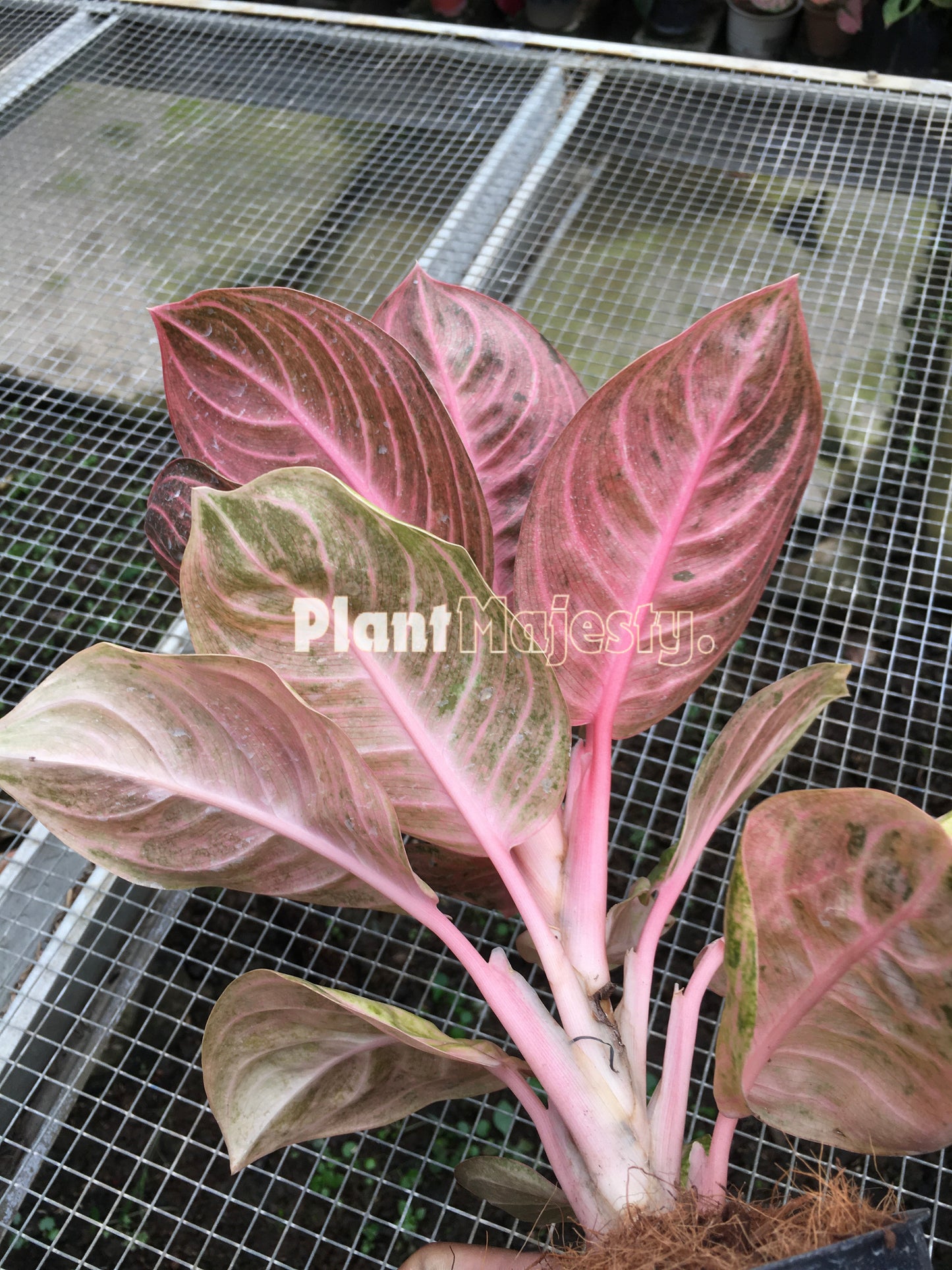 Aglaonema Rinjani, live Aglaonema Rinjani, live Aglonema Rinjani, rare Aglonema Rinjani, rare Aglaonema Rinjani, tropical Aglaonema Rinjani live plants, wholesale Aglaonema Rinjani, outdoor plant, indoor plants, winter plants, summer plants, spring plants, houseplants, rare Aglaonema Rinjani live plants, live Aglaonema Rinjani rare plants