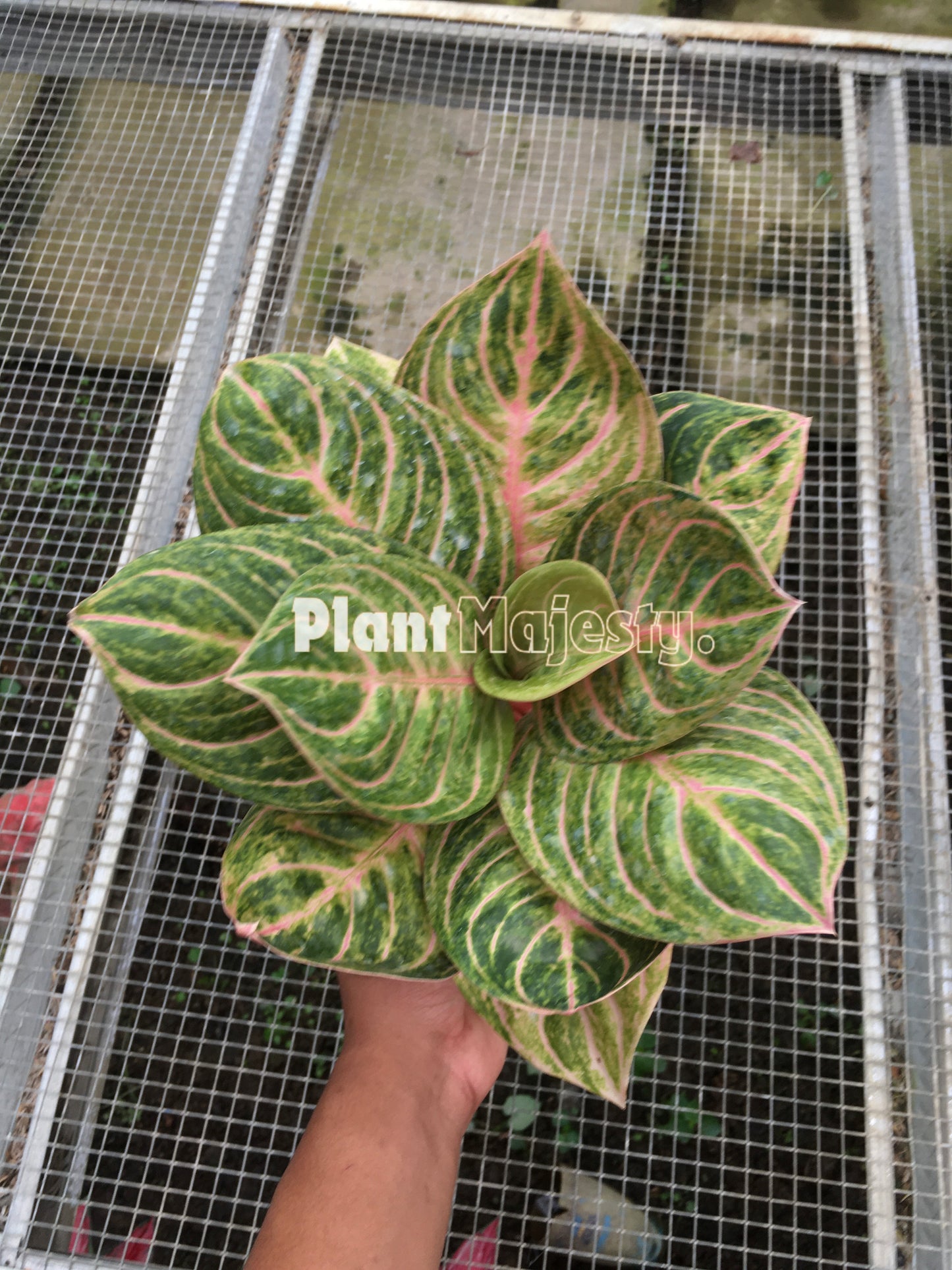 Aglaonema Rinjani, live Aglaonema Rinjani, live Aglonema Rinjani, rare Aglonema Rinjani, rare Aglaonema Rinjani, tropical Aglaonema Rinjani live plants, wholesale Aglaonema Rinjani, outdoor plant, indoor plants, winter plants, summer plants, spring plants, houseplants, rare Aglaonema Rinjani live plants, live Aglaonema Rinjani rare plants