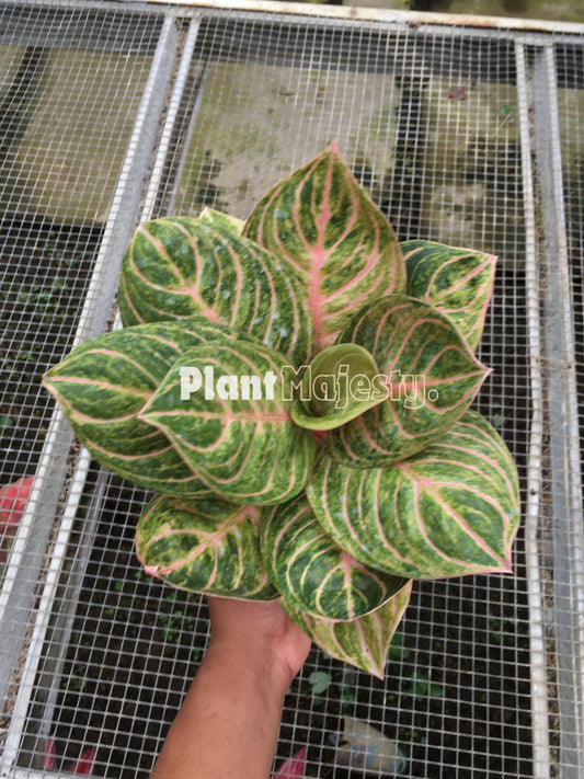 Aglaonema Rinjani, live Aglaonema Rinjani, live Aglonema Rinjani, rare Aglonema Rinjani, rare Aglaonema Rinjani, tropical Aglaonema Rinjani live plants, wholesale Aglaonema Rinjani, outdoor plant, indoor plants, winter plants, summer plants, spring plants, houseplants, rare Aglaonema Rinjani live plants, live Aglaonema Rinjani rare plants