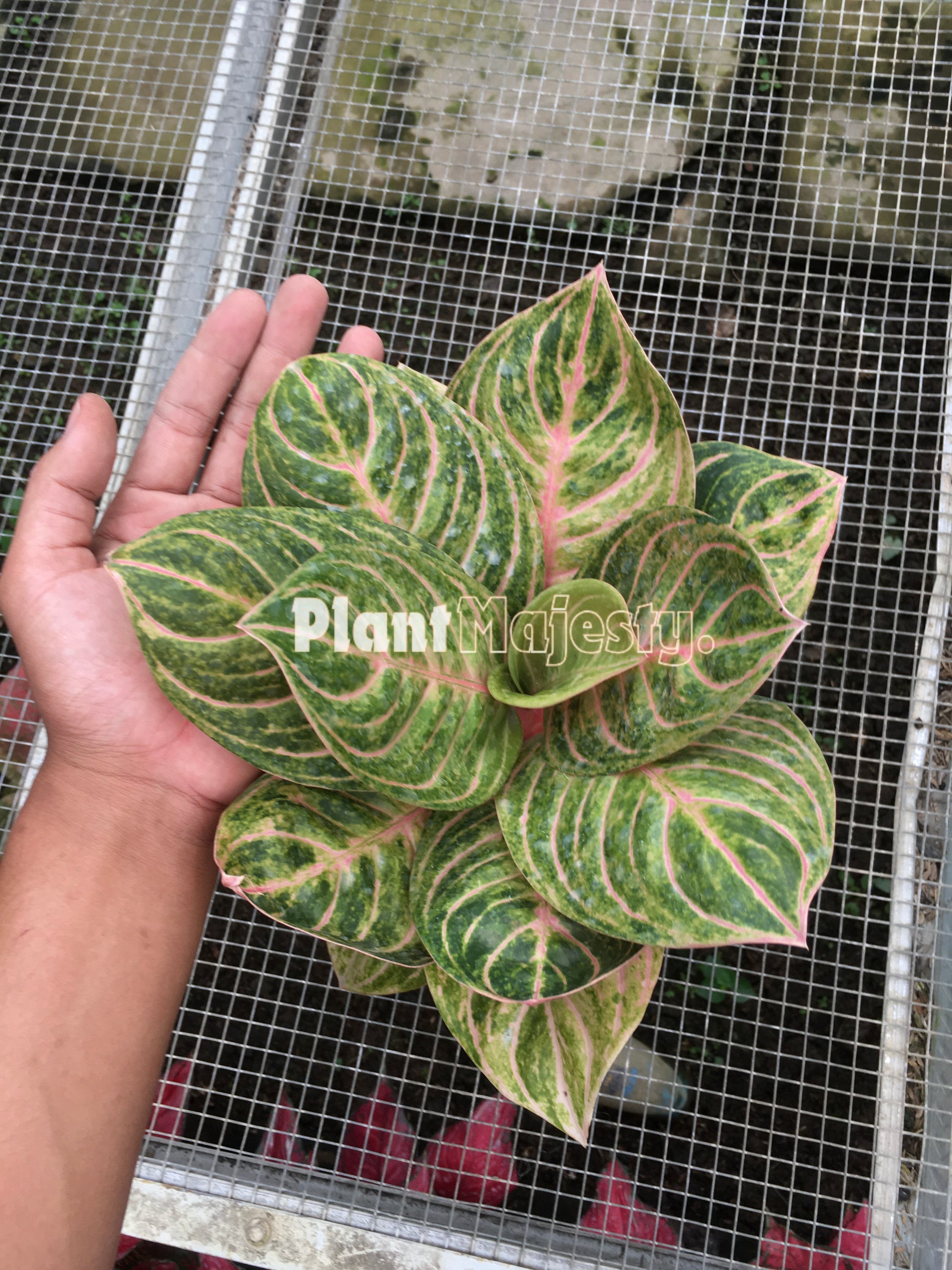 Aglaonema Rinjani, live Aglaonema Rinjani, live Aglonema Rinjani, rare Aglonema Rinjani, rare Aglaonema Rinjani, tropical Aglaonema Rinjani live plants, wholesale Aglaonema Rinjani, outdoor plant, indoor plants, winter plants, summer plants, spring plants, houseplants, rare Aglaonema Rinjani live plants, live Aglaonema Rinjani rare plants