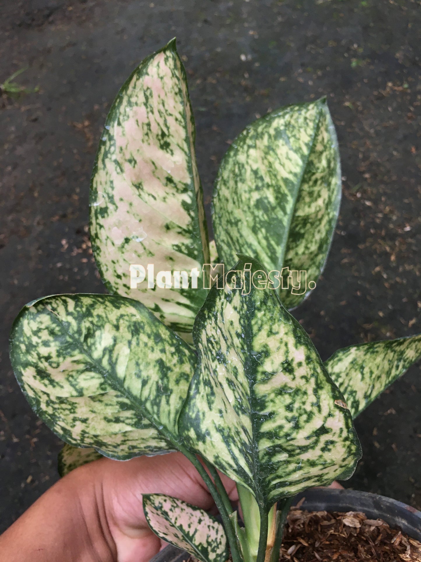 Aglaonema Ruby Orange, live Aglaonema Ruby Orange, live Aglonema Ruby Orange, rare Aglonema Ruby Orange, rare Aglaonema Ruby Orange, tropical Aglaonema Ruby Orange live plants, wholesale Aglaonema Ruby Orange, outdoor plant, indoor plants, winter plants, summer plants, spring plants, houseplants, rare Aglaonema Ruby Orange live plants, live Aglaonema Ruby Orange rare plants