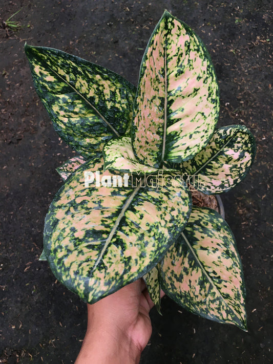 Aglaonema Ruby Orange, live Aglaonema Ruby Orange, live Aglonema Ruby Orange, rare Aglonema Ruby Orange, rare Aglaonema Ruby Orange, tropical Aglaonema Ruby Orange live plants, wholesale Aglaonema Ruby Orange, outdoor plant, indoor plants, winter plants, summer plants, spring plants, houseplants, rare Aglaonema Ruby Orange live plants, live Aglaonema Ruby Orange rare plants