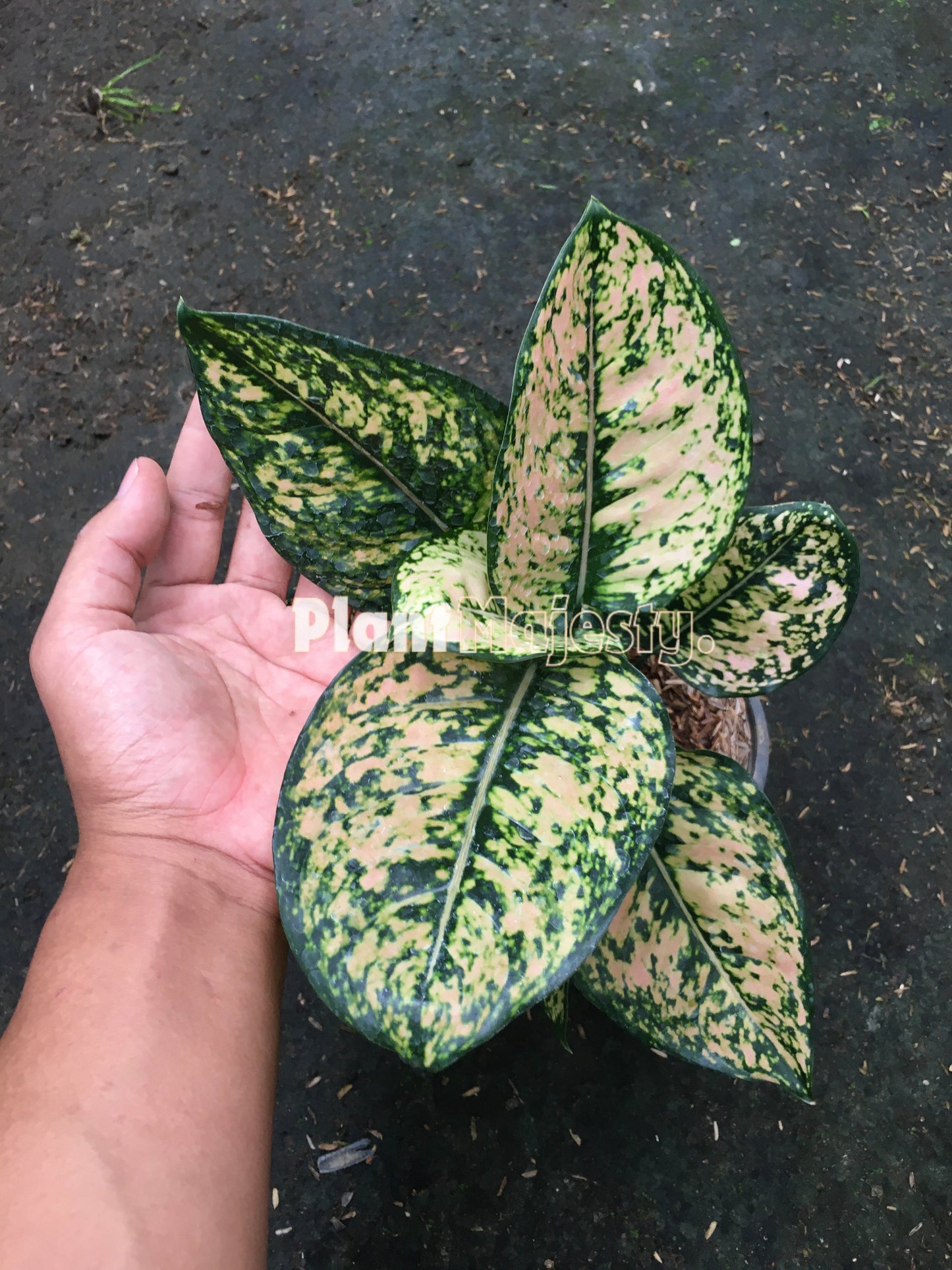 Aglaonema Ruby Orange, live Aglaonema Ruby Orange, live Aglonema Ruby Orange, rare Aglonema Ruby Orange, rare Aglaonema Ruby Orange, tropical Aglaonema Ruby Orange live plants, wholesale Aglaonema Ruby Orange, outdoor plant, indoor plants, winter plants, summer plants, spring plants, houseplants, rare Aglaonema Ruby Orange live plants, live Aglaonema Ruby Orange rare plants