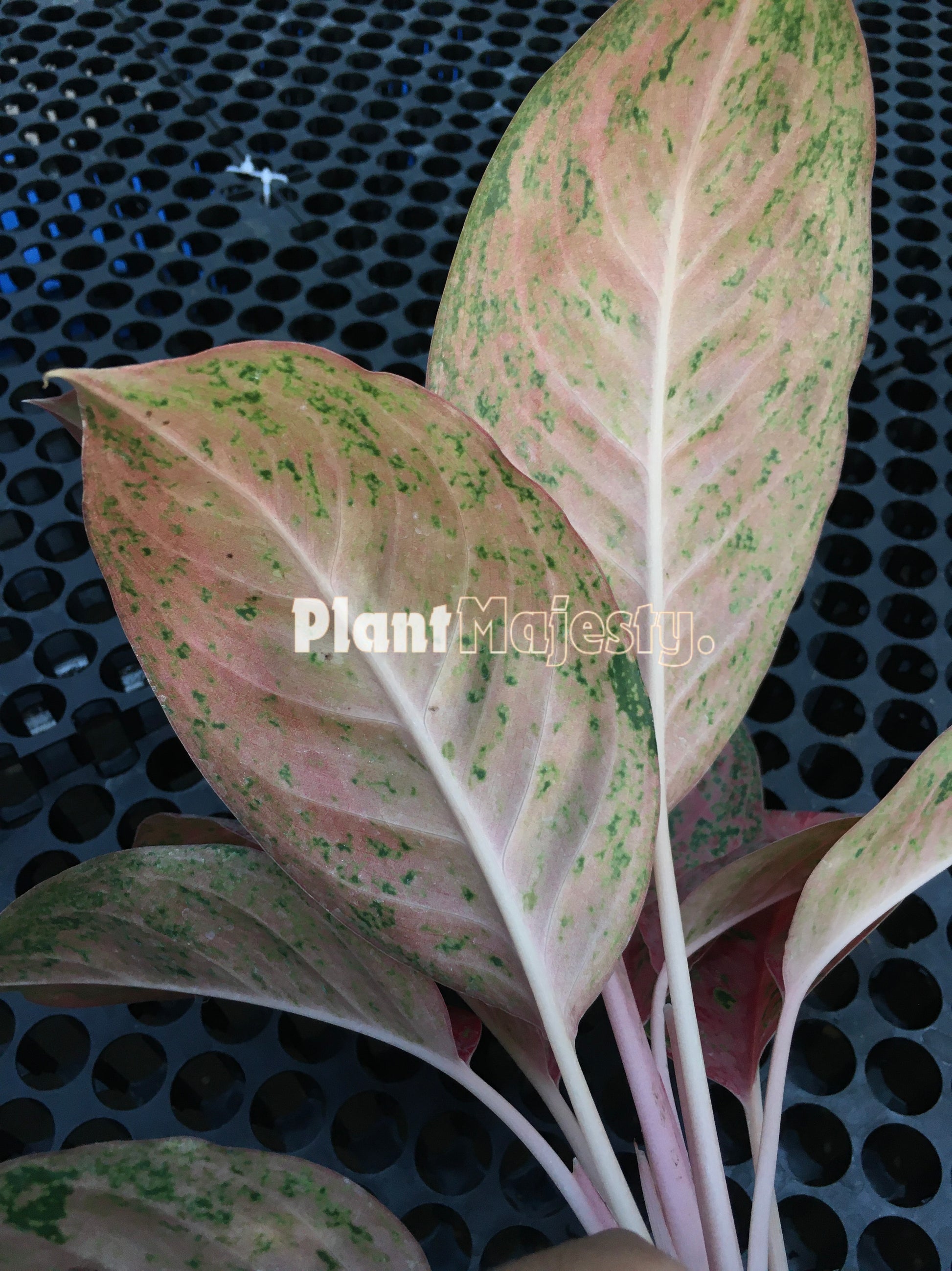 Aglaonema Sexylia, live aglaonema Sexylia , live aglaonema Sexylia plants, rare aglaonema Sexylia, rare aglaonema Sexylia live plants, tropical aglaonema Sexylia  live plants, wholesale aglaonema Sexylia , outdoor plant, indoor plants, winter plants, summer plants, spring plants, houseplants, rare aglaonema Sexylia live plants, live aglaonema Sexylia  rare plants