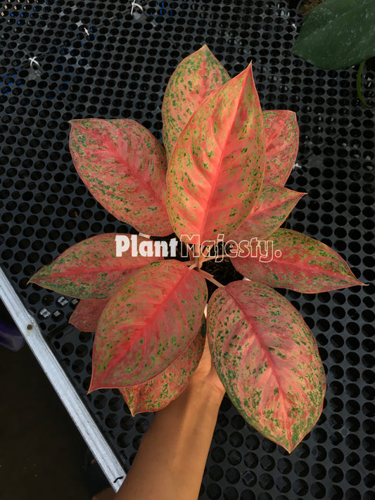 Aglaonema Sexylia, live aglaonema Sexylia , live aglaonema Sexylia plants, rare aglaonema Sexylia, rare aglaonema Sexylia live plants, tropical aglaonema Sexylia  live plants, wholesale aglaonema Sexylia , outdoor plant, indoor plants, winter plants, summer plants, spring plants, houseplants, rare aglaonema Sexylia live plants, live aglaonema Sexylia  rare plants