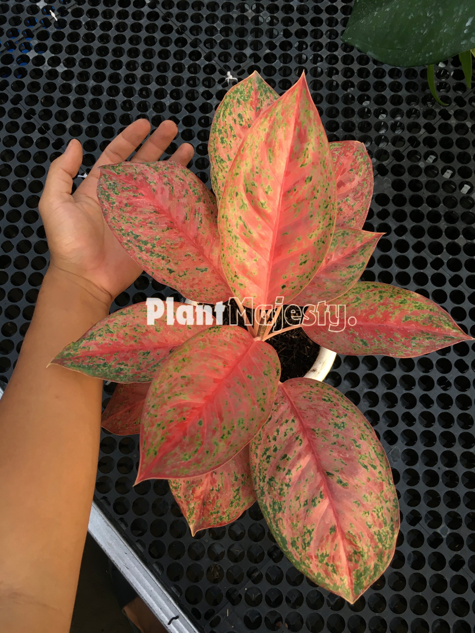 Aglaonema Sexylia, live aglaonema Sexylia , live aglaonema Sexylia plants, rare aglaonema Sexylia, rare aglaonema Sexylia live plants, tropical aglaonema Sexylia  live plants, wholesale aglaonema Sexylia , outdoor plant, indoor plants, winter plants, summer plants, spring plants, houseplants, rare aglaonema Sexylia live plants, live aglaonema Sexylia  rare plants