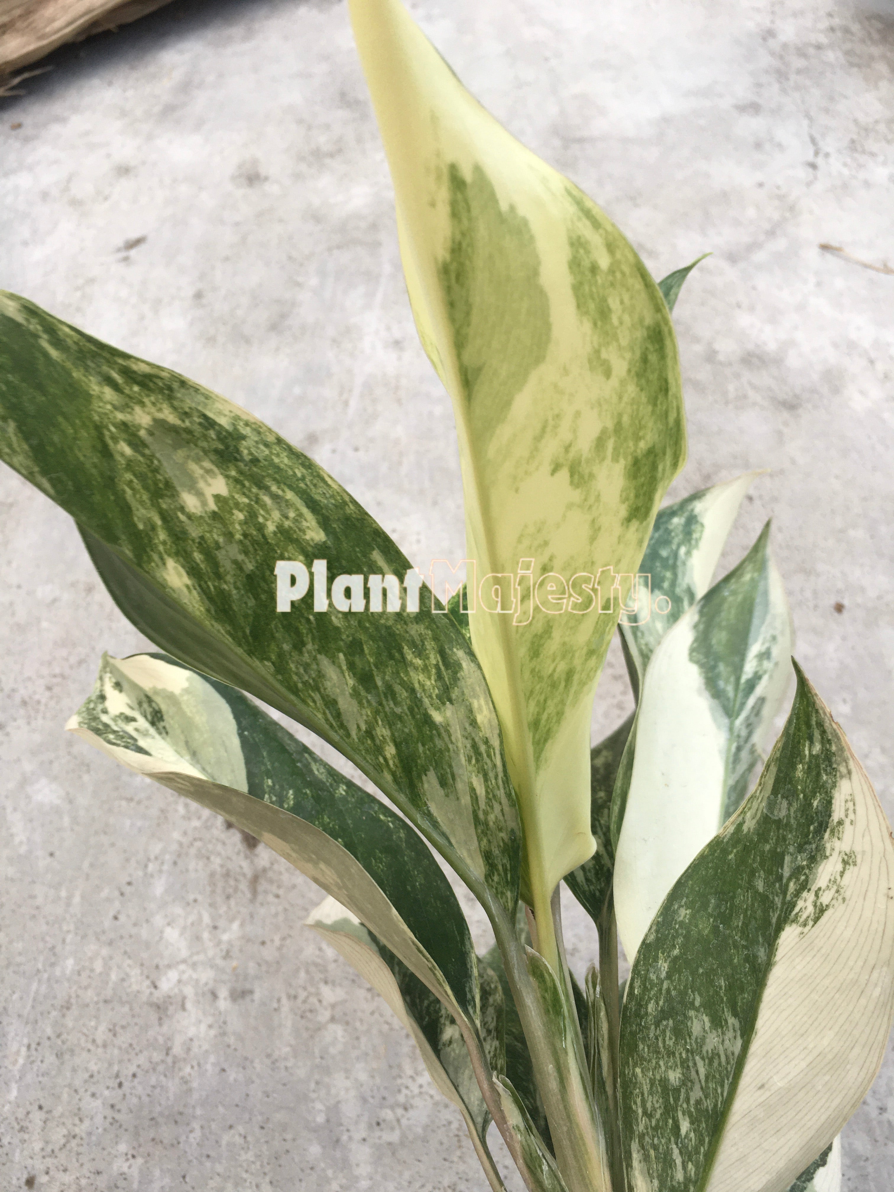 Aglaonema Siam Jade Variegated with many leafs Free Phytosanitary Certificate ship By sold DHL Express