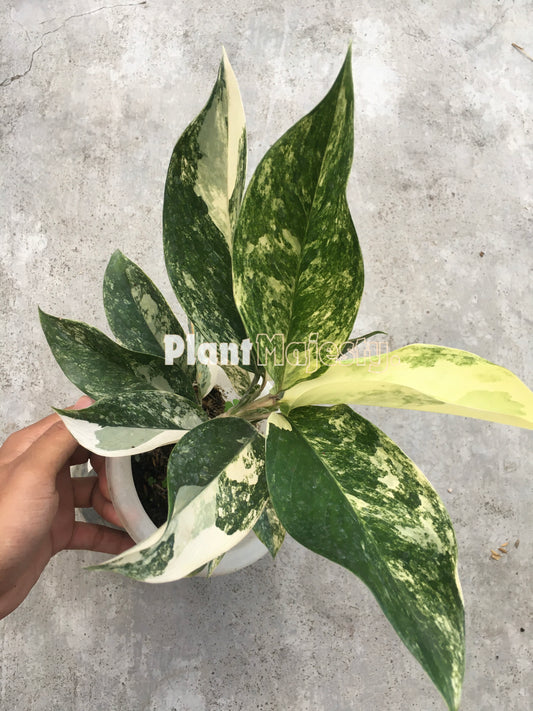 Aglaonema Siam Jade Variegated, live aglaonema Siam Jade Variegated, live aglaonema Siam Jade Variegated plants, rare aglaonema Siam Jade Variegated, rare aglaonema Siam Jade Variegated live plants, tropical aglaonema Siam Jade Variegated  live plants, wholesale aglaonema Siam Jade Variegated , outdoor plant, indoor plants, winter plants, summer plants, spring plants, houseplants, rare aglaonema Siam Jade Variegated live plants, live aglaonema Siam Jade Variegated  rare plants