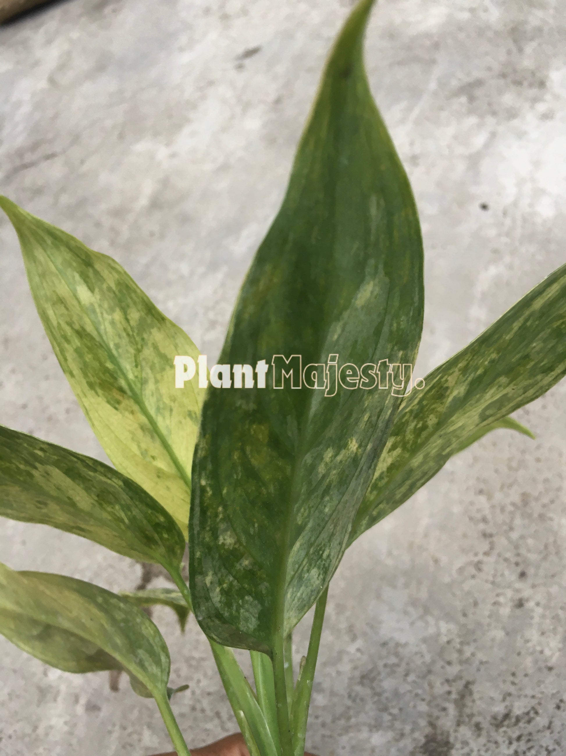 Aglaonema Simplex Variegated , live aglaonema Simplex Variegated, live aglaonema Simplex Variegated plants, rare aglaonema, rare aglaonema Simplex Variegated live plants, tropical aglaonema live plants, wholesale aglaonema Simplex Variegated , outdoor plant, indoor plants, winter plants, summer plants, spring plants, houseplants, rare aglaonema Simplex Variegated live plants, live aglaonema Simplex Variegated rare plants