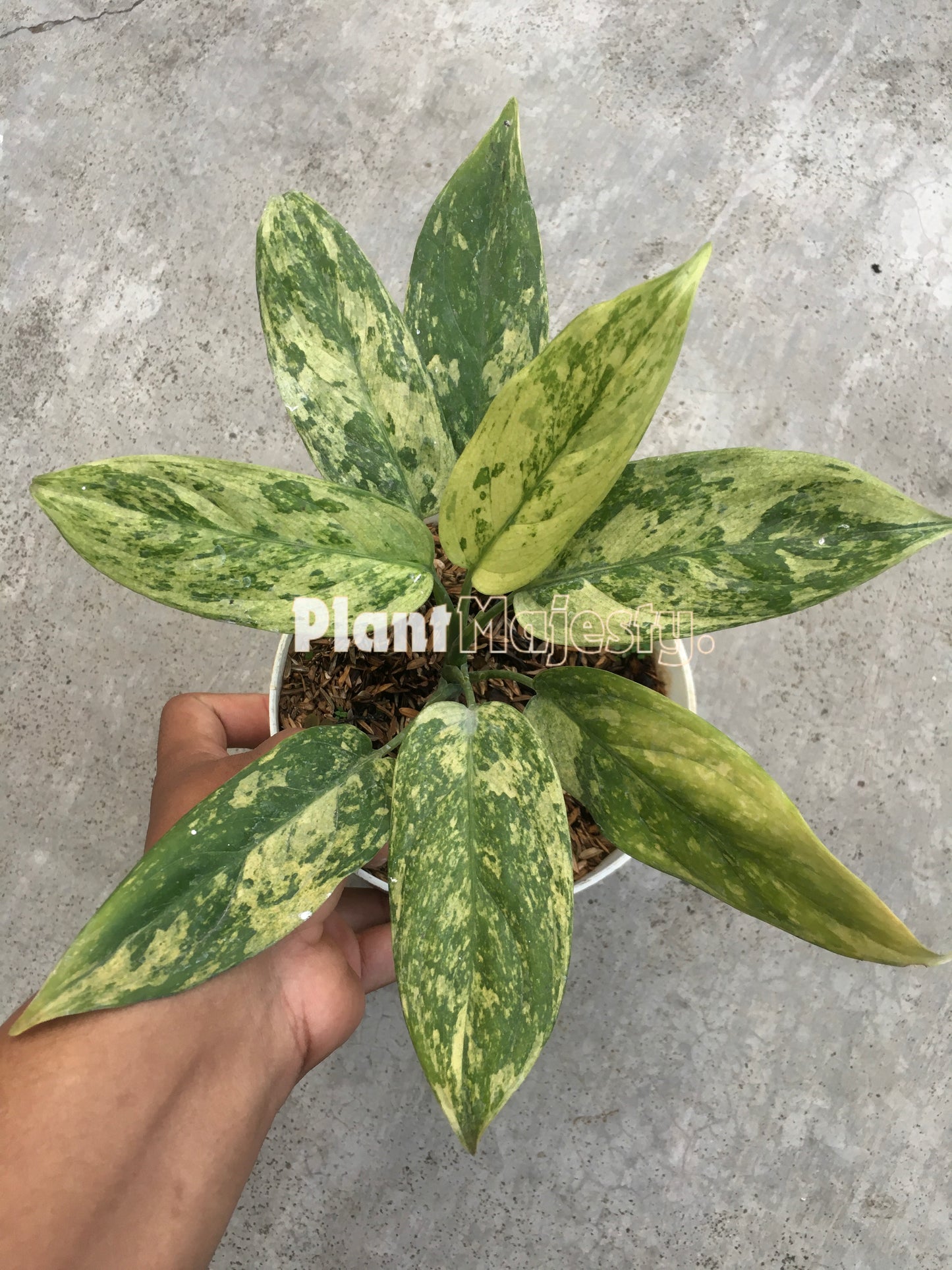 Aglaonema Simplex bunt