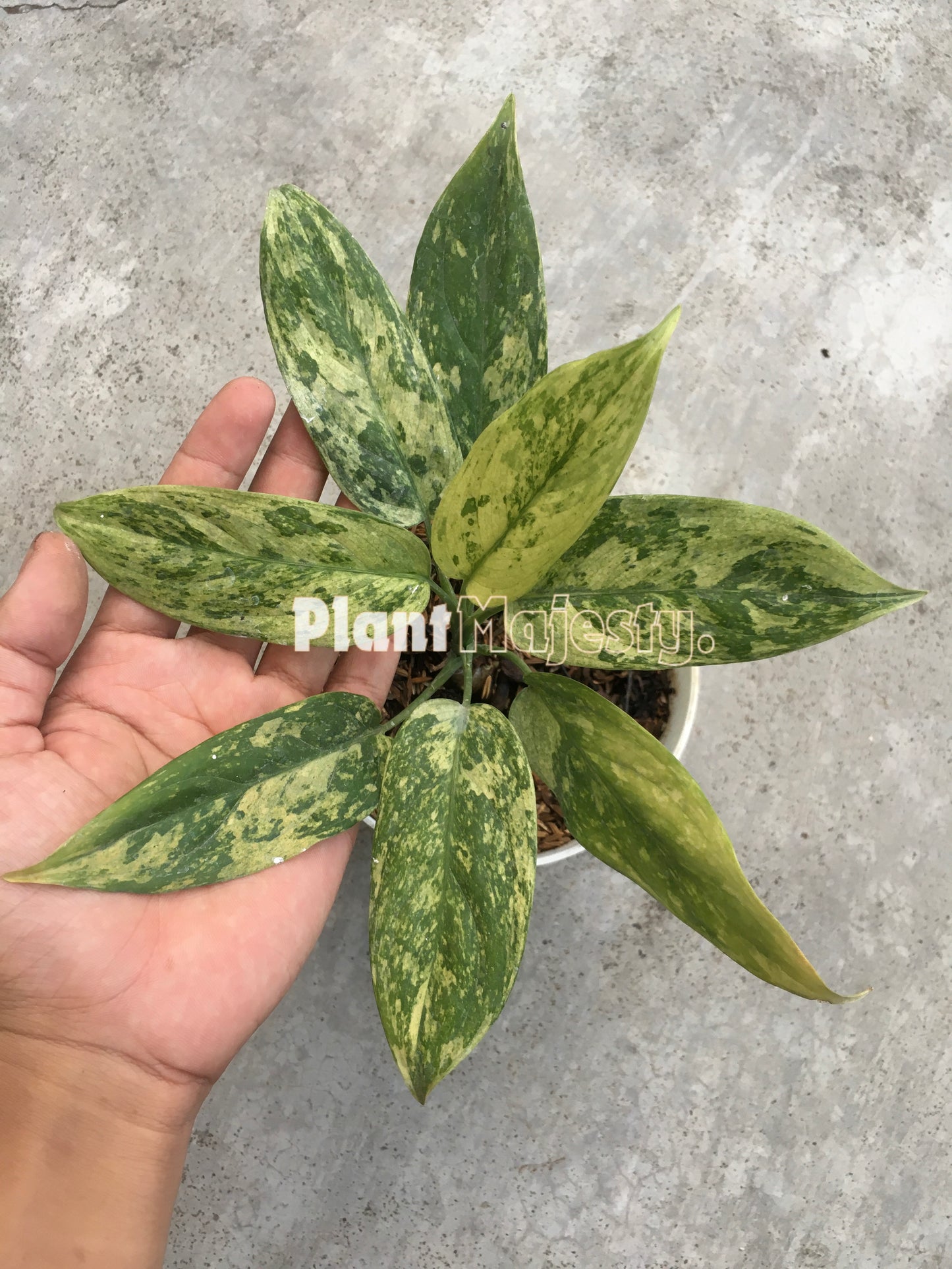 Aglaonema Simplex Variegated , live aglaonema Simplex Variegated, live aglaonema Simplex Variegated plants, rare aglaonema, rare aglaonema Simplex Variegated live plants, tropical aglaonema live plants, wholesale aglaonema Simplex Variegated , outdoor plant, indoor plants, winter plants, summer plants, spring plants, houseplants, rare aglaonema Simplex Variegated live plants, live aglaonema Simplex Variegated rare plants