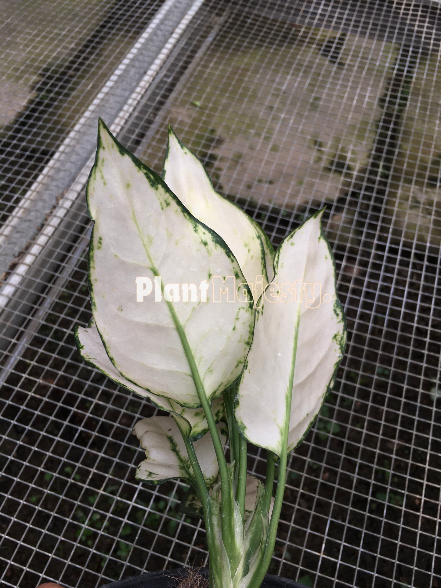 Aglaonema Super White, live aglaonema Super White, live aglaonema Super White plants, rare aglaonema Super White, rare aglaonema Super White live plants, tropical aglaonema Super White live plants, wholesale aglaonema Super White, outdoor plant, indoor plants, winter plants, summer plants, spring plants, houseplants, rare aglaonema Super White live plants, live aglaonema Super White rare plants