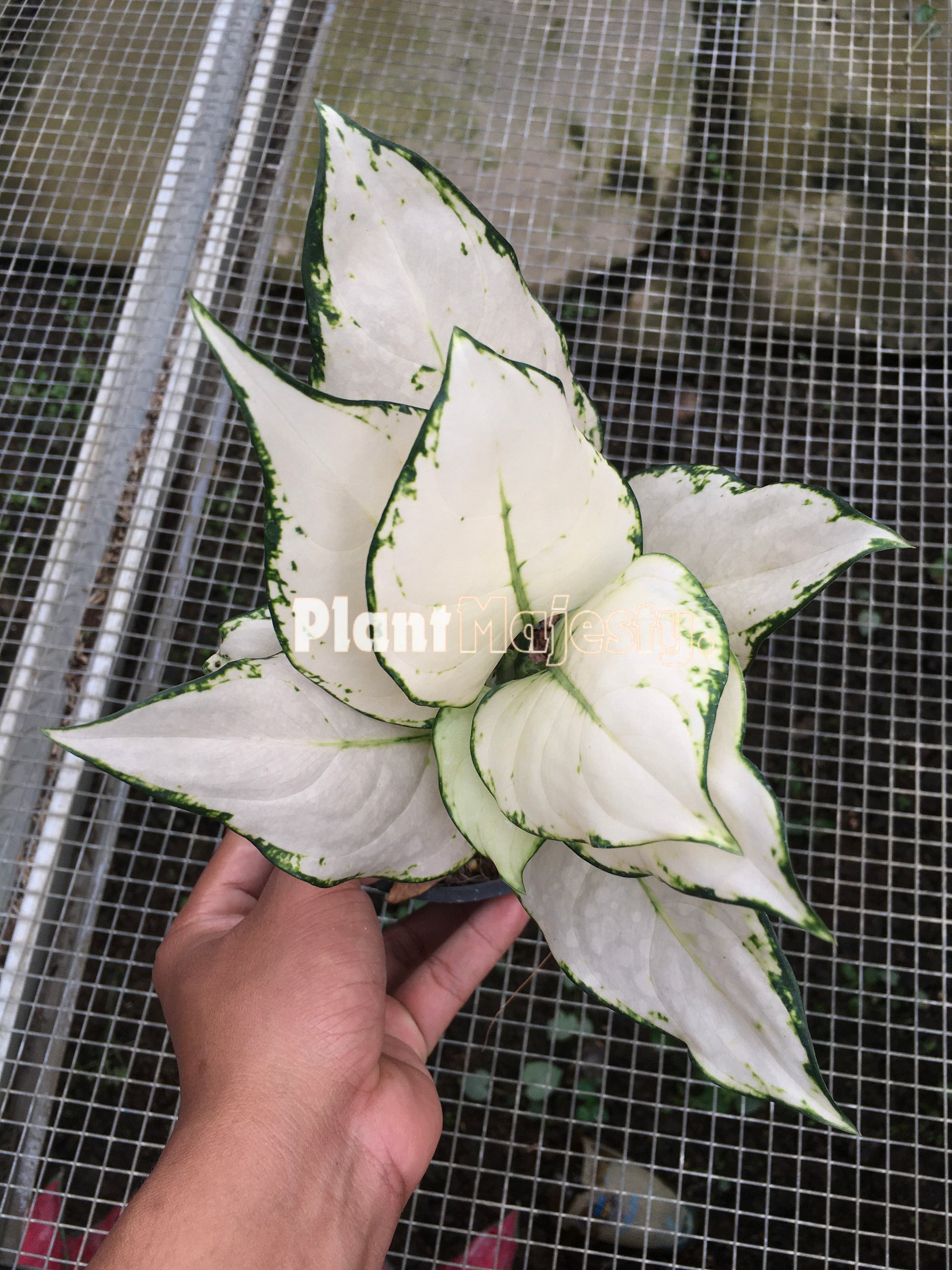 Aglaonema Super White, live aglaonema Super White, live aglaonema Super White plants, rare aglaonema Super White, rare aglaonema Super White live plants, tropical aglaonema Super White live plants, wholesale aglaonema Super White, outdoor plant, indoor plants, winter plants, summer plants, spring plants, houseplants, rare aglaonema Super White live plants, live aglaonema Super White rare plants