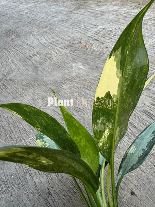 Aglaonema Suvarnabhumi Variegated, live aglaonema Suvarnabhumi Variegated, live aglaonema Suvarnabhumi Variegated plants, rare aglaonema Suvarnabhumi Variegated, rare aglaonema Suvarnabhumi Variegated live plants, tropical aglaonema Suvarnabhumi Variegated live plants, wholesale aglaonema Suvarnabhumi Variegated, outdoor plant, indoor plants, winter plants, summer plants, spring plants, houseplants, rare aglaonema Suvarnabhumi Variegated live plants, live aglaonema Suvarnabhumi Variegated rare plants