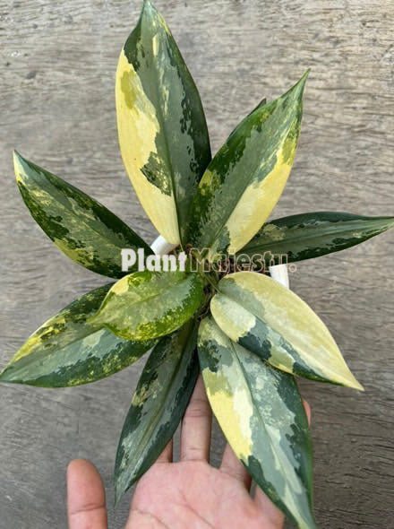 Aglaonema Suvarnabhumi Variegated, live aglaonema Suvarnabhumi Variegated, live aglaonema Suvarnabhumi Variegated plants, rare aglaonema Suvarnabhumi Variegated, rare aglaonema Suvarnabhumi Variegated live plants, tropical aglaonema Suvarnabhumi Variegated live plants, wholesale aglaonema Suvarnabhumi Variegated, outdoor plant, indoor plants, winter plants, summer plants, spring plants, houseplants, rare aglaonema Suvarnabhumi Variegated live plants, live aglaonema Suvarnabhumi Variegated rare plants