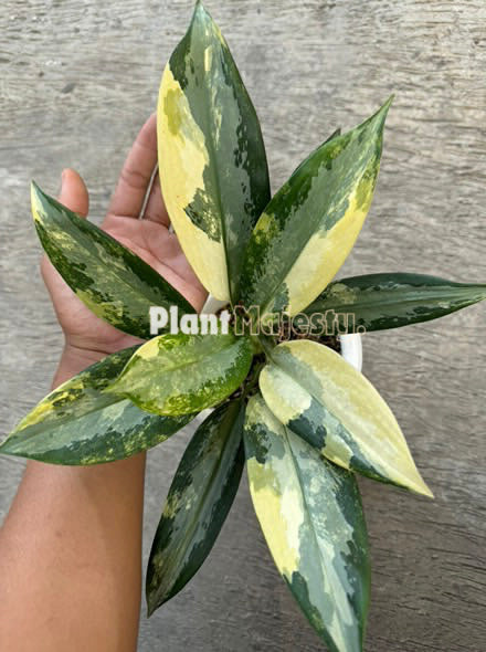 Aglaonema Suvarnabhumi Variegated, live aglaonema Suvarnabhumi Variegated, live aglaonema Suvarnabhumi Variegated plants, rare aglaonema Suvarnabhumi Variegated, rare aglaonema Suvarnabhumi Variegated live plants, tropical aglaonema Suvarnabhumi Variegated live plants, wholesale aglaonema Suvarnabhumi Variegated, outdoor plant, indoor plants, winter plants, summer plants, spring plants, houseplants, rare aglaonema Suvarnabhumi Variegated live plants, live aglaonema Suvarnabhumi Variegated rare plants