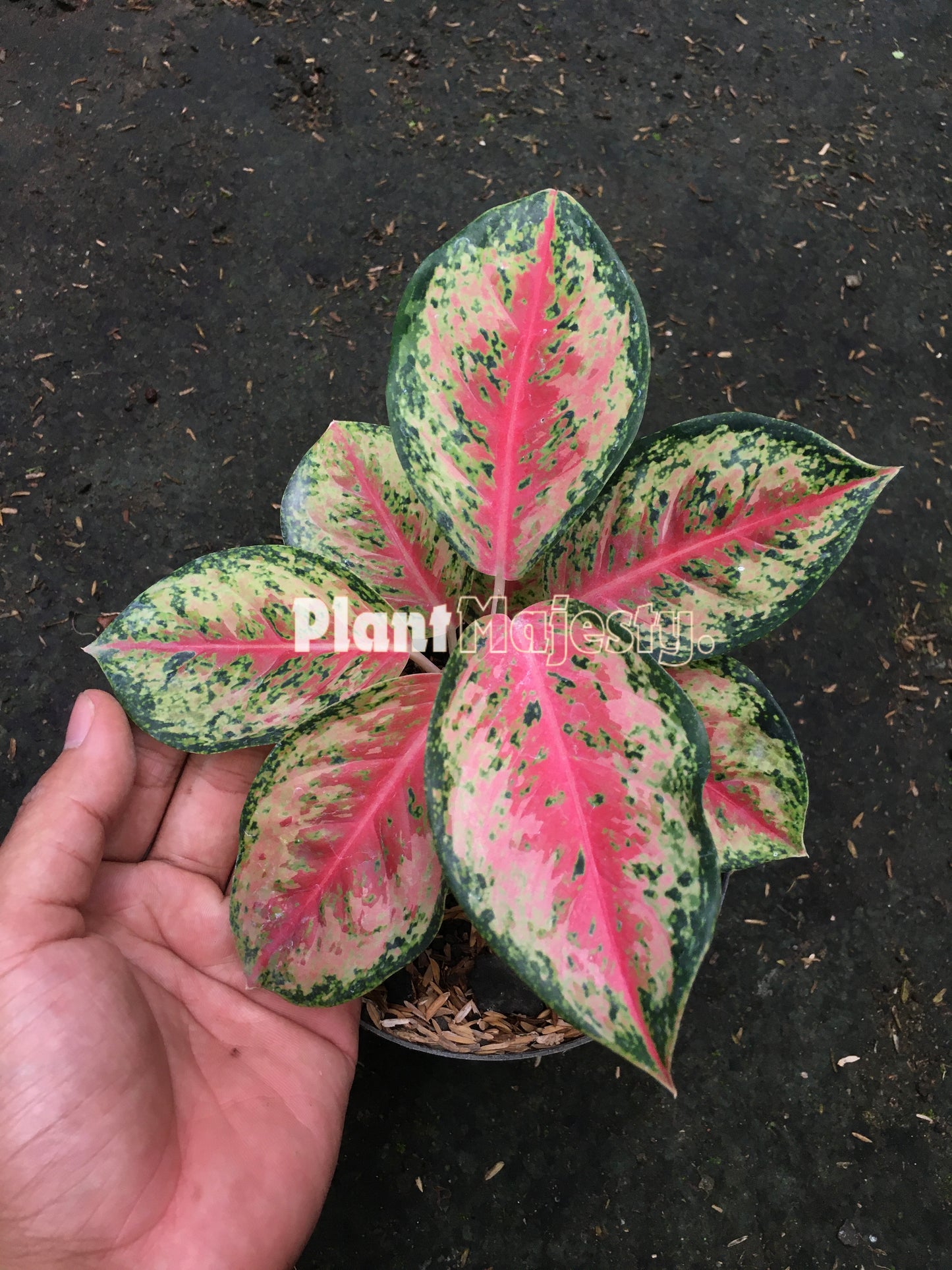 Aglaonema Sweet Dream, live aglaonema Sweet Dream, live aglaonema Sweet Dream plants, rare aglaonema Sweet Dream, rare aglaonema Sweet Dream live plants, tropical aglaonema Sweet Dream live plants, wholesale aglaonema Sweet Dream, outdoor plant, indoor plants, winter plants, summer plants, spring plants, houseplants, rare aglaonema Sweet Dream live plants, live aglaonema Sweet Dream rare plants