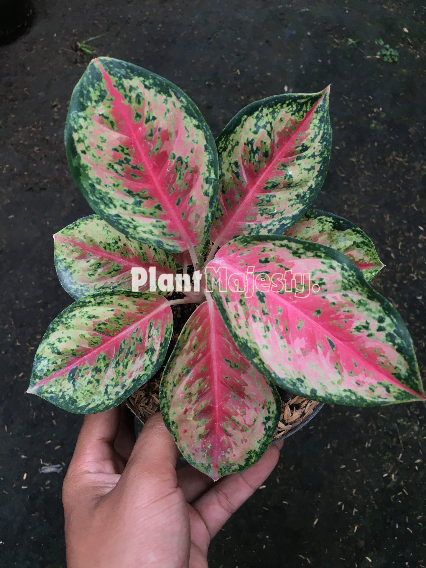 Aglaonema Sweet Dream, live aglaonema Sweet Dream, live aglaonema Sweet Dream plants, rare aglaonema Sweet Dream, rare aglaonema Sweet Dream live plants, tropical aglaonema Sweet Dream live plants, wholesale aglaonema Sweet Dream, outdoor plant, indoor plants, winter plants, summer plants, spring plants, houseplants, rare aglaonema Sweet Dream live plants, live aglaonema Sweet Dream rare plants