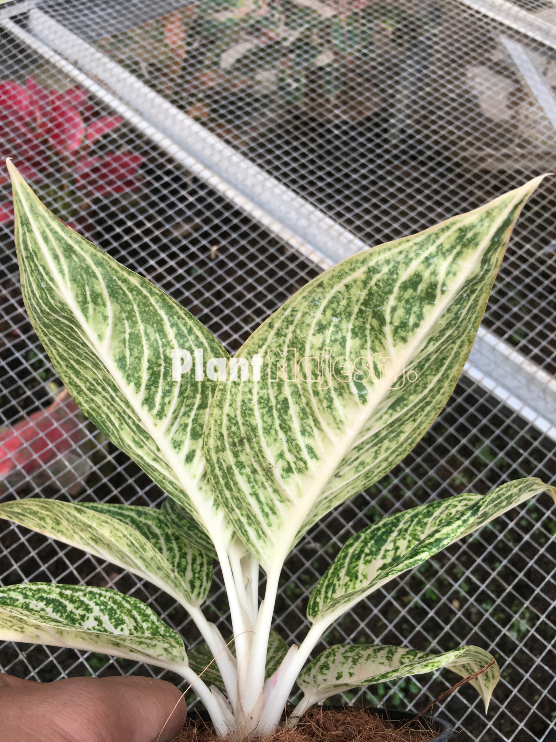 Aglaonema White Legacy, live aglaonema White Legacy, live aglaonema White Legacy plants, rare aglaonema White Legacy, rare aglaonema White Legacy live plants, tropical aglaonema White Legacy live plants, wholesale aglaonema White Legacy, outdoor plant, indoor plants, winter plants, summer plants, spring plants, houseplants, rare aglaonema White Legacy live plants, live aglaonema White Legacyrare plants