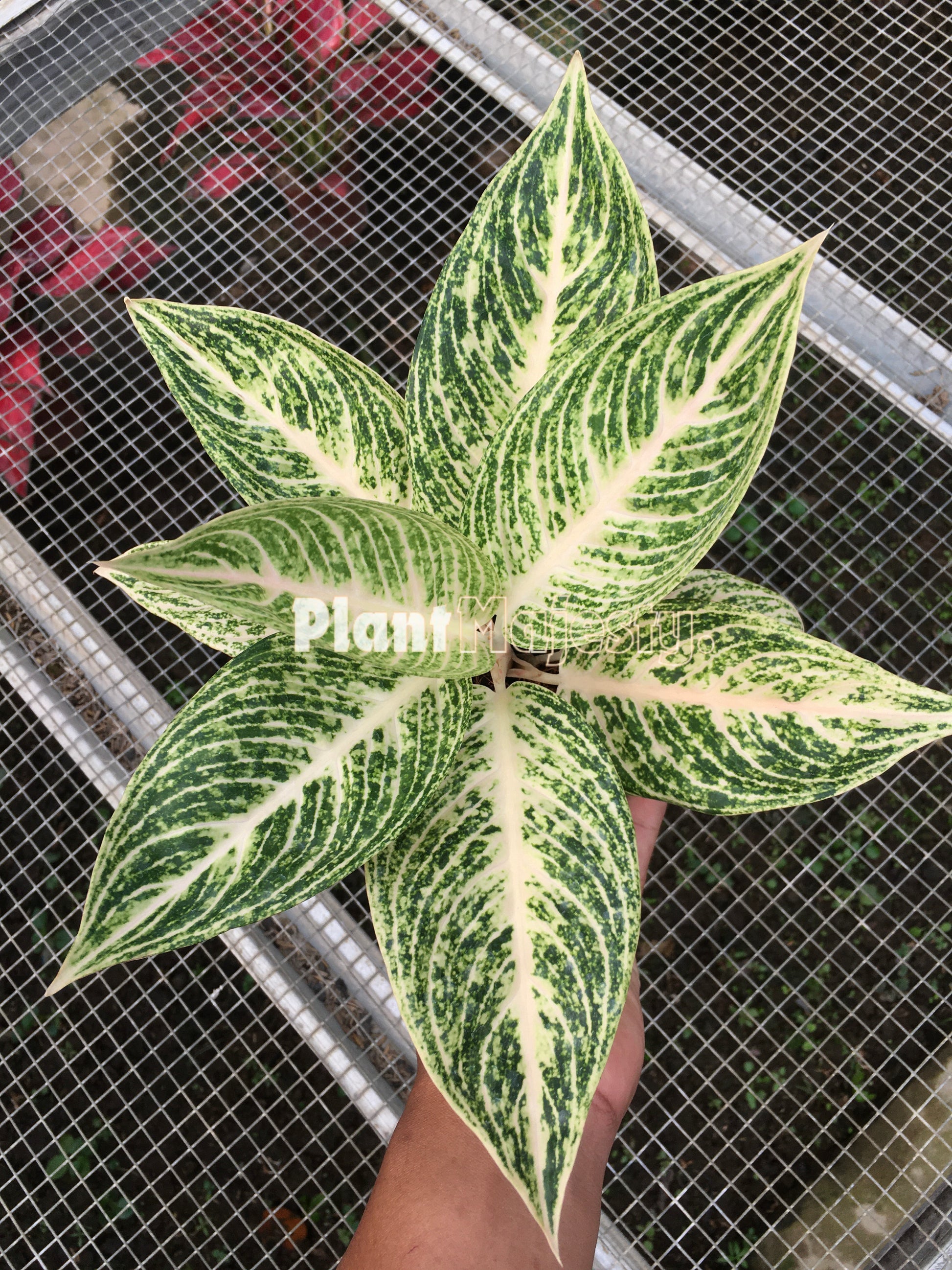 Aglaonema White Legacy, live aglaonema White Legacy, live aglaonema White Legacy plants, rare aglaonema White Legacy, rare aglaonema White Legacy live plants, tropical aglaonema White Legacy live plants, wholesale aglaonema White Legacy, outdoor plant, indoor plants, winter plants, summer plants, spring plants, houseplants, rare aglaonema White Legacy live plants, live aglaonema White Legacyrare plants